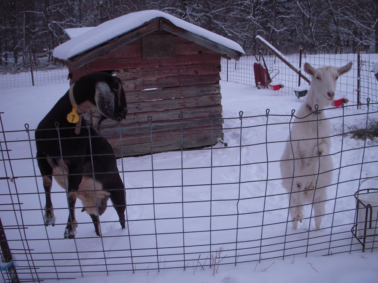 Katy can see Rainbow in the snow. Can you?