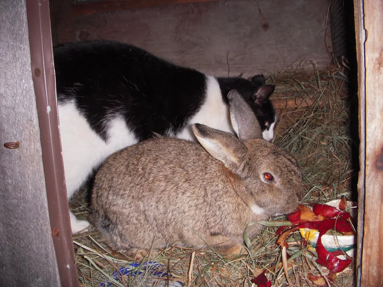 Slim Jim and Coffee are snuggled up in Coffee's hutch.