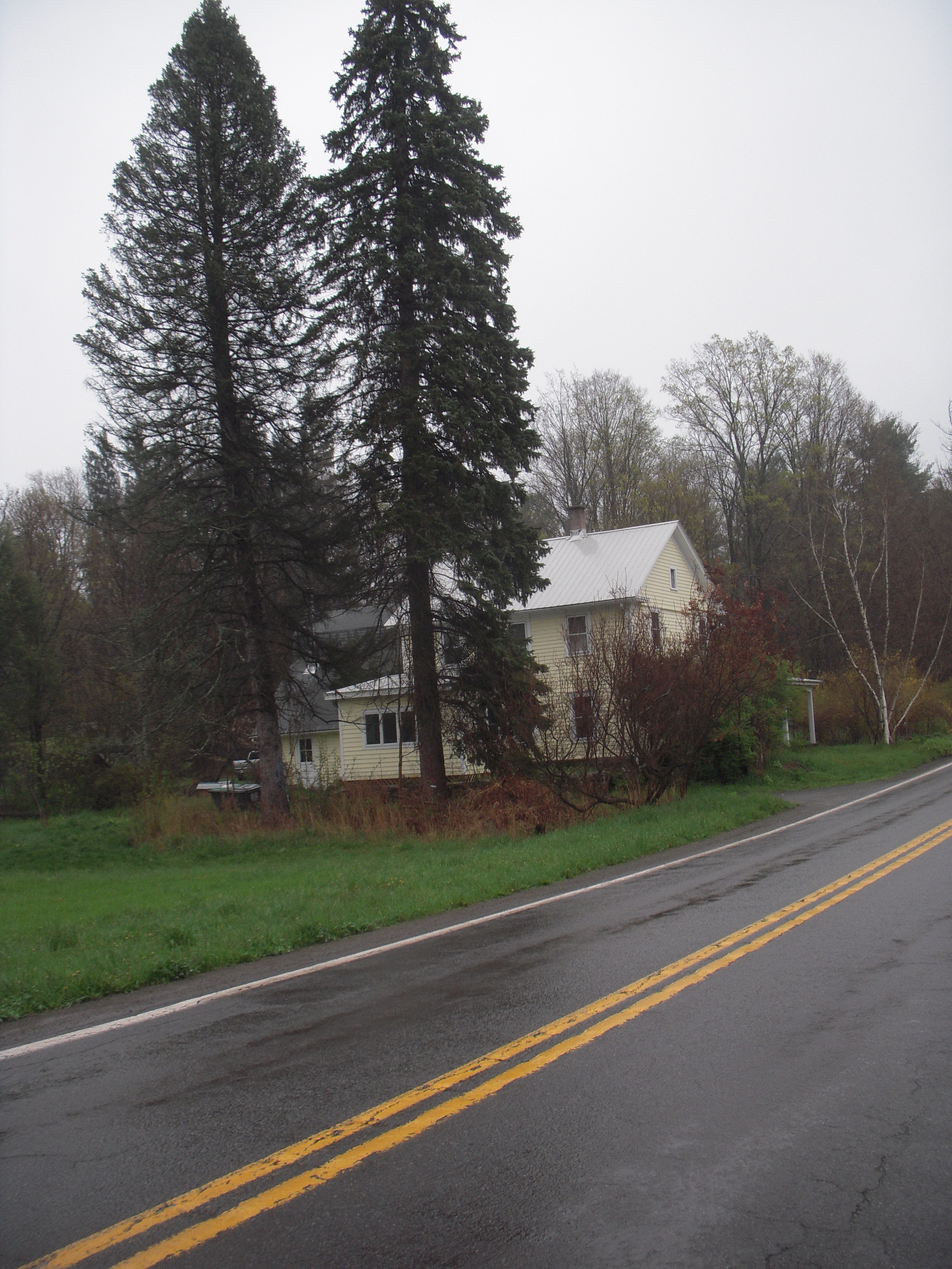 Spruces planted by Ralph Curtis in 1932.