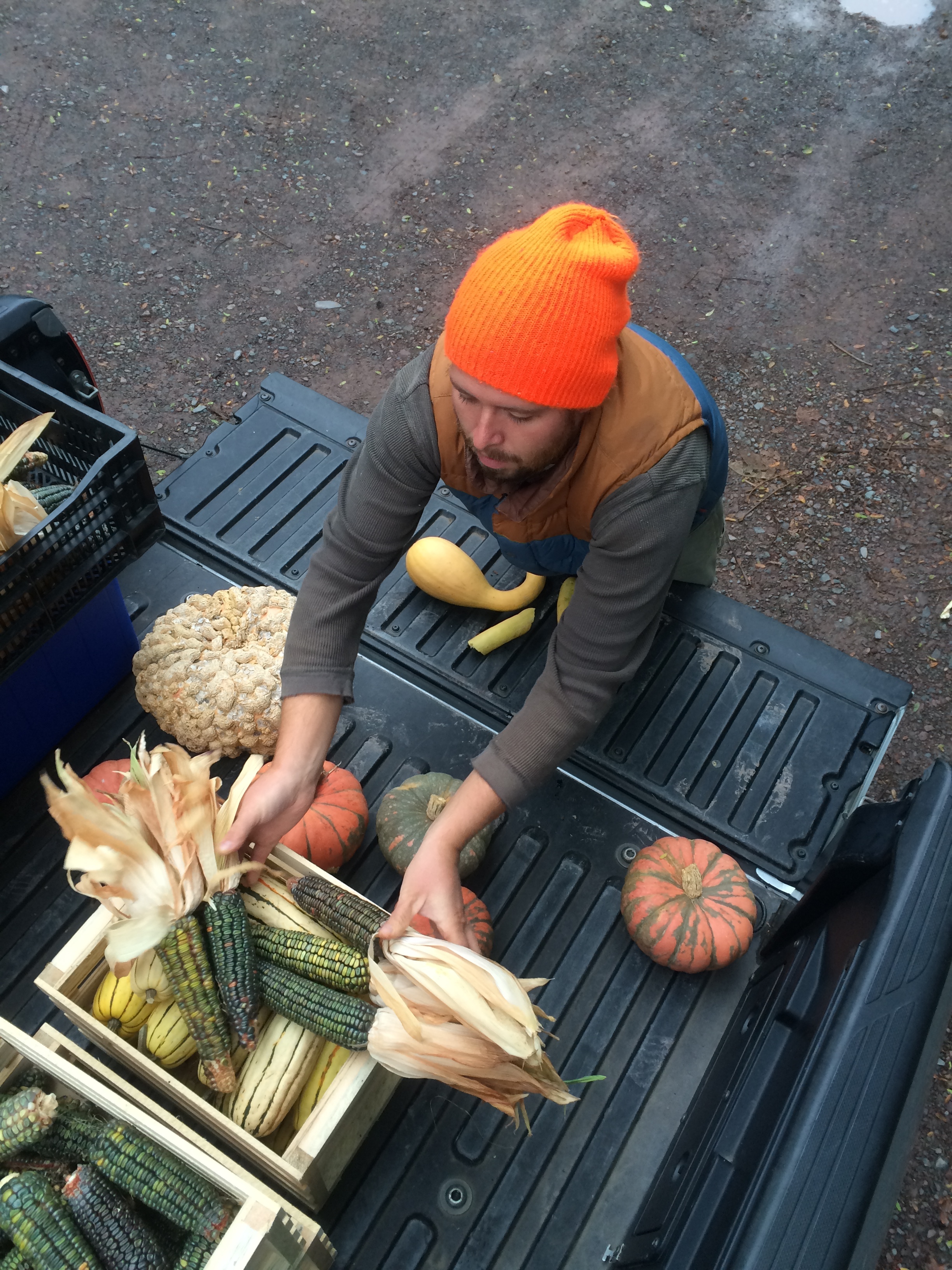 Green corn and some of the fall harvest