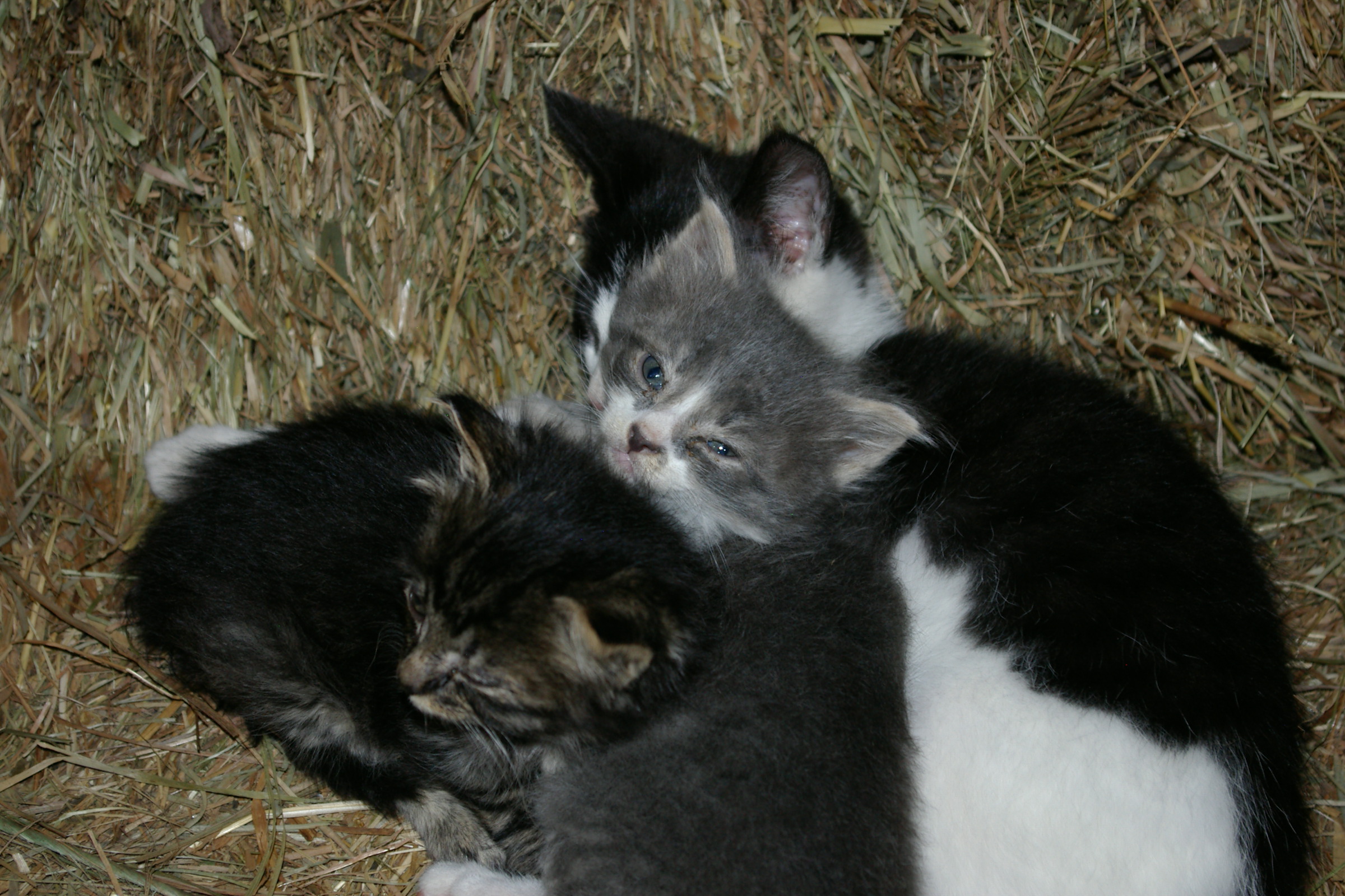 2008 september kittens 006.jpg