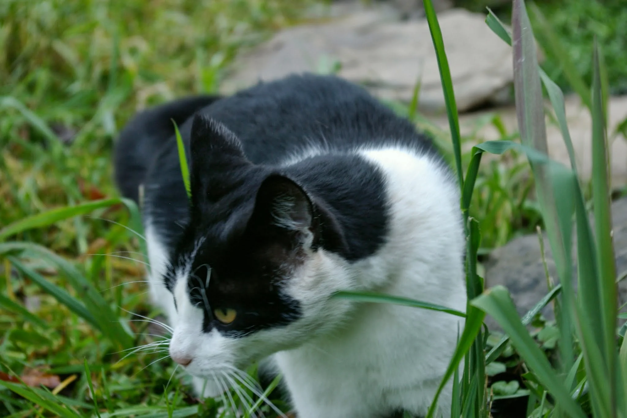 Slim Jim 2005 - April 3, 2017