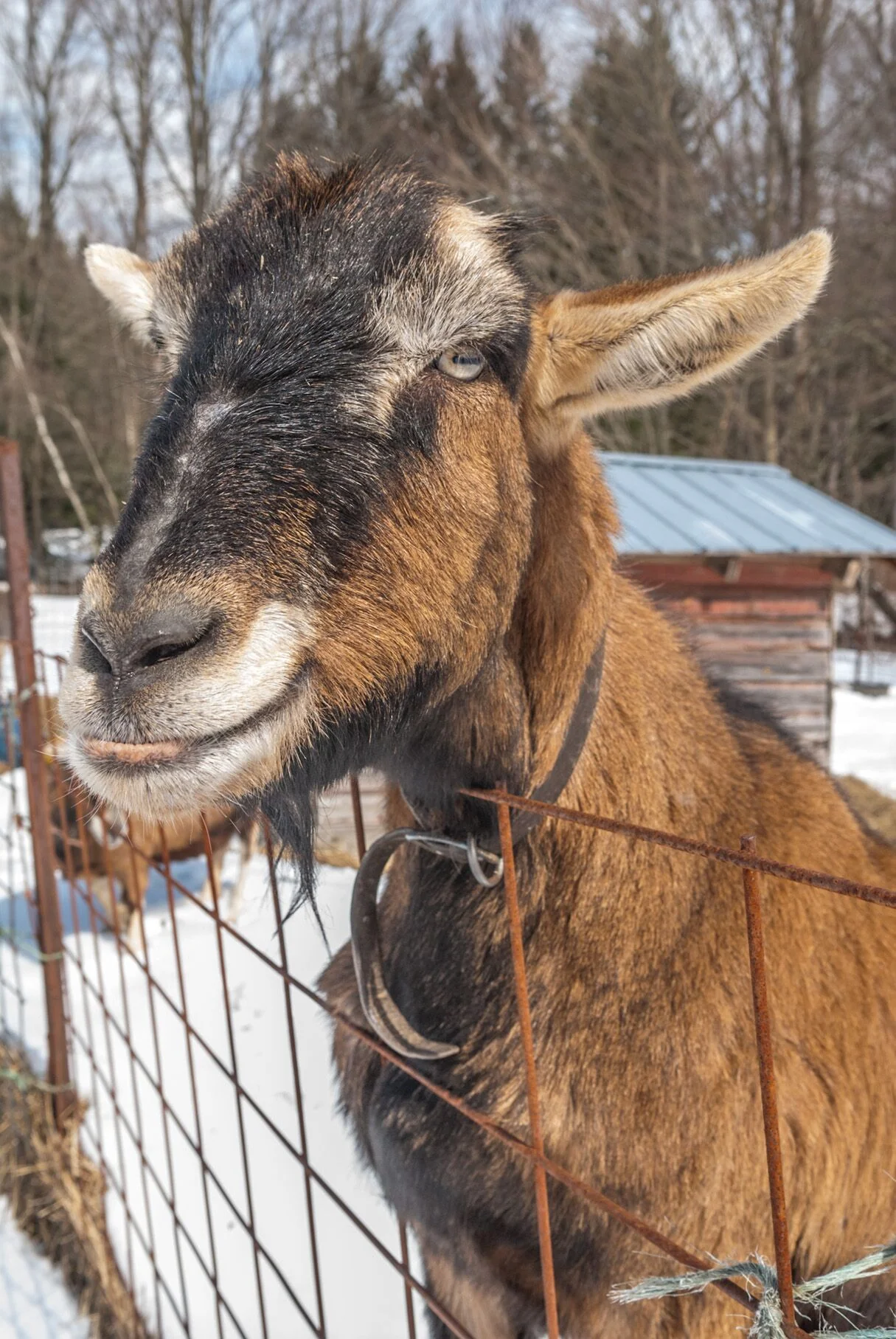 JourneysEndFarm_Mick (1).jpeg