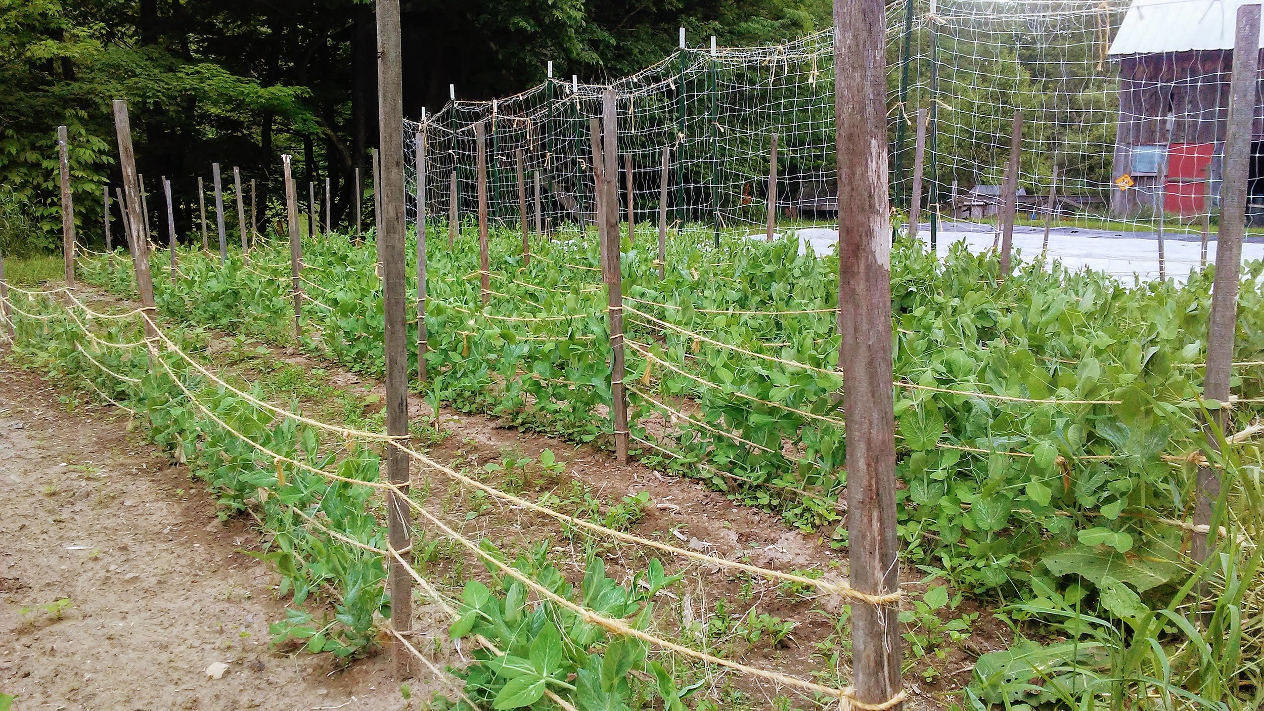 Peas and beans are taking up a lot of real estate in the North Garden with many varieties planted. Under the reemay in the distance is our freshly planted corn patch with a few sunflowers sprinkled in for good measure. Other gardens feature potatoes, garlic, onions, carrots, beets, radishes, greens, tomatoes, peppers, broccoli, strawberries, flowers, and more.