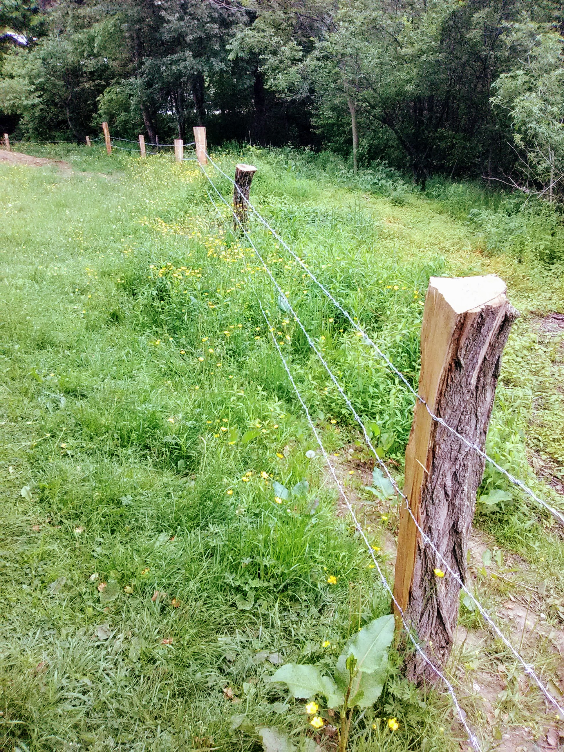 With lots of help from volunteers at our spring work day, we installed a new fence in the hen yard using posts from our very own locust trees. Thanks to the longevity of locust, this fence will be here for decades.