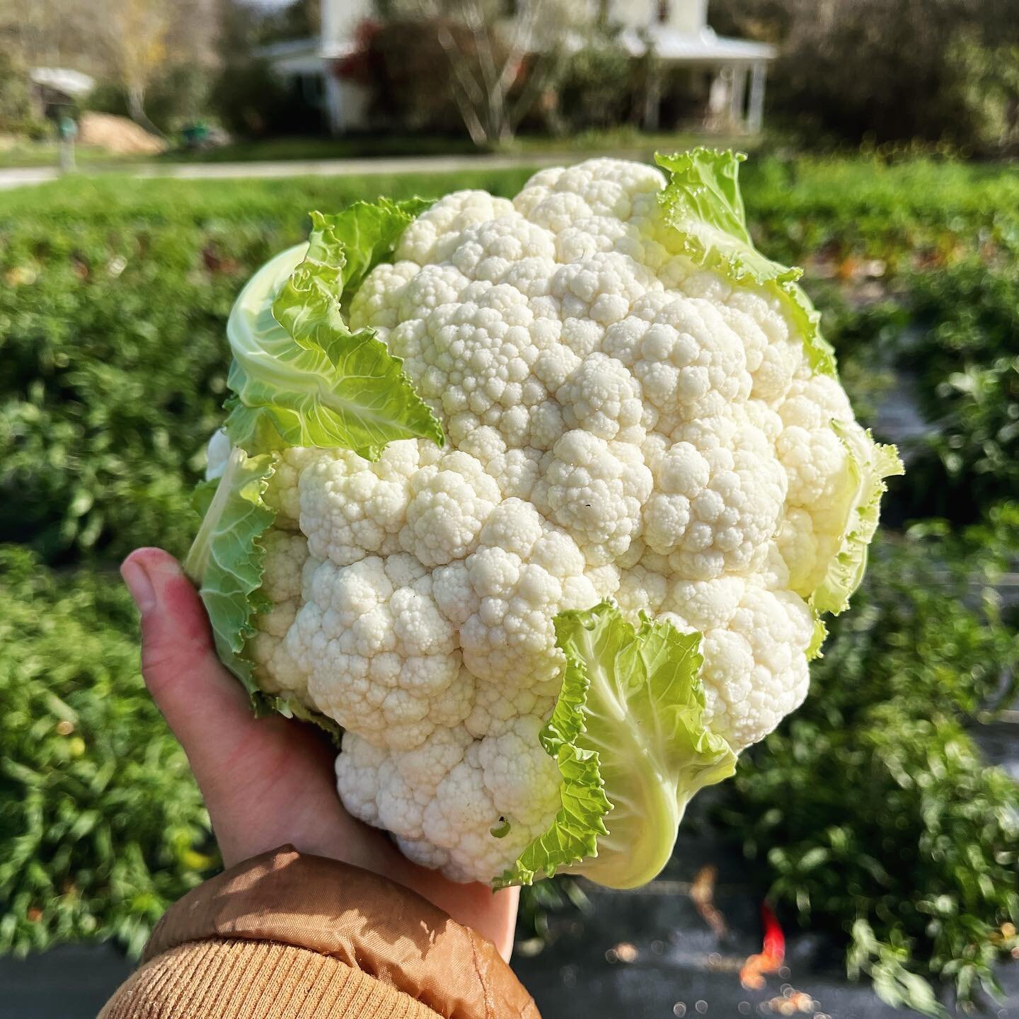 Picking big cauliflowers and cabbages still feels like such magic