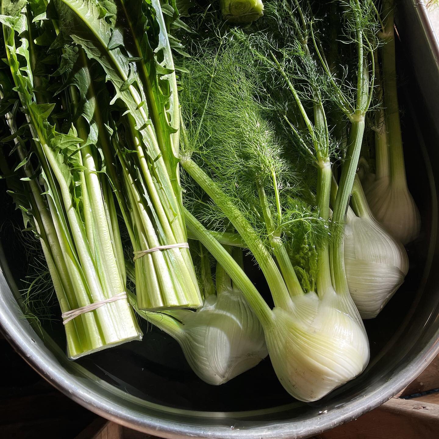 Fennel: another popular fall favorite