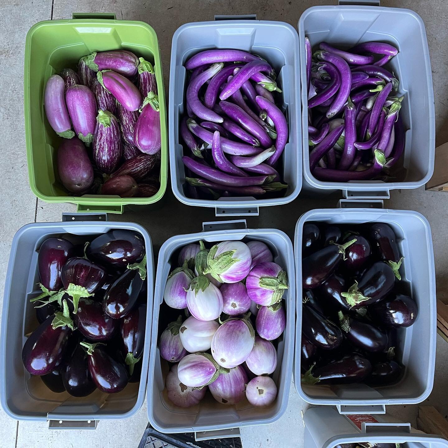 Don&rsquo;t you want to eat these eggplant? Hawley Farmers Market, Fridays 2-5pm.