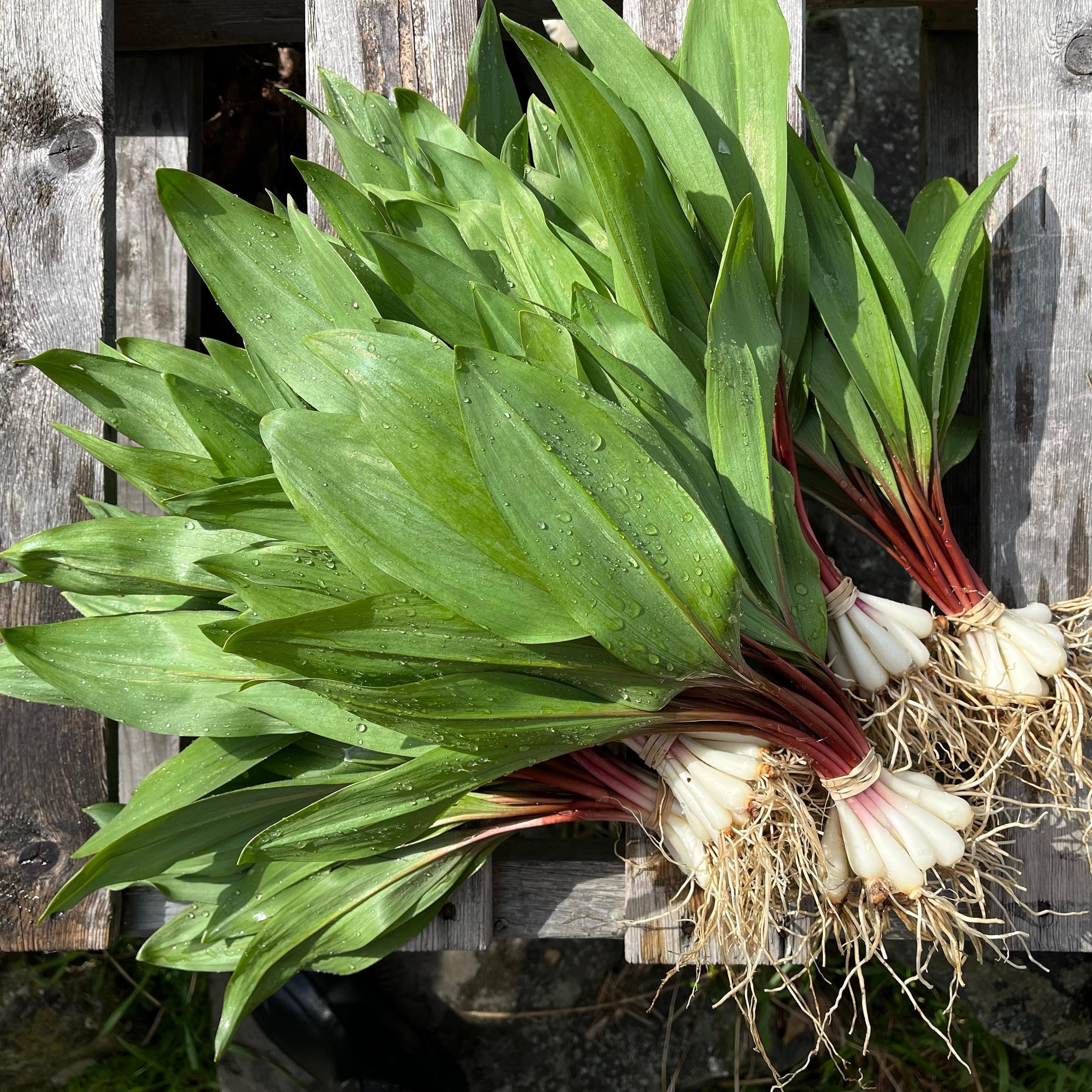 Beautiful morning picking ramps to send to our last Main Street Farmers Market of the season. Ramps, spinach, maple syrup, and more available today at the Cooperage Project in Honesdale.
