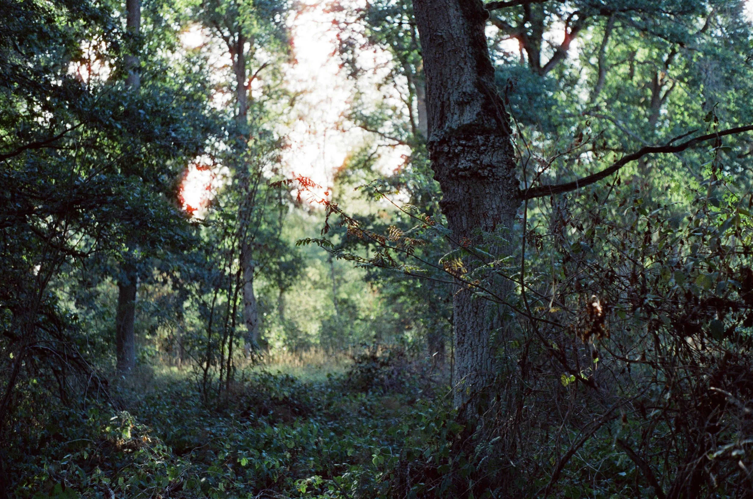 neff_35-50.jpg