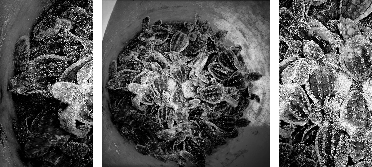 54-Turtles-1200x540.jpg