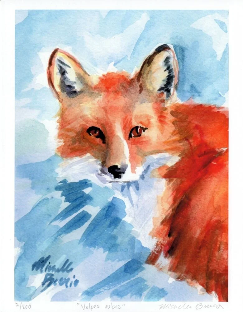 Print - Vulpes vulpes
