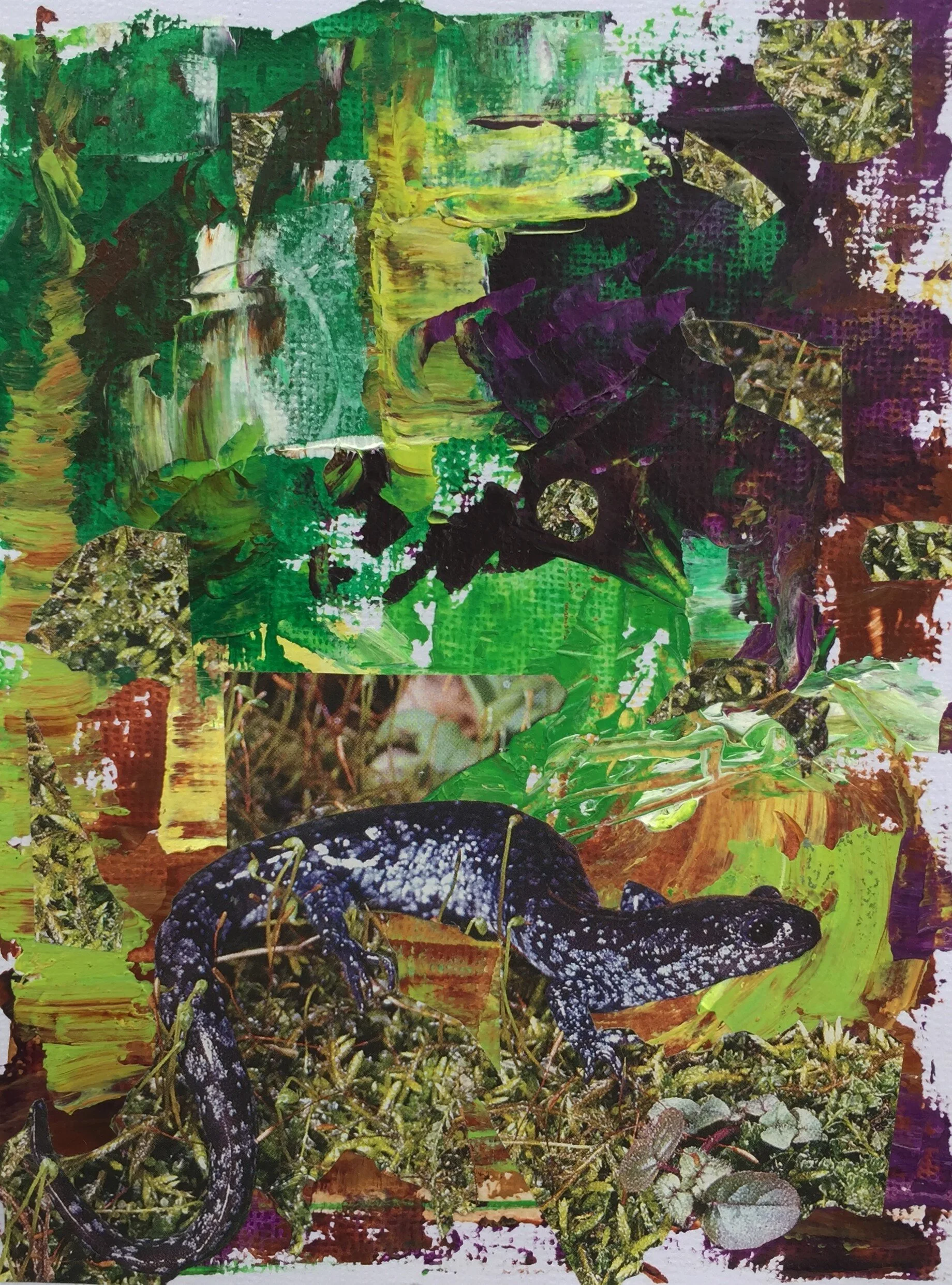 Salamander forest floor.JPG