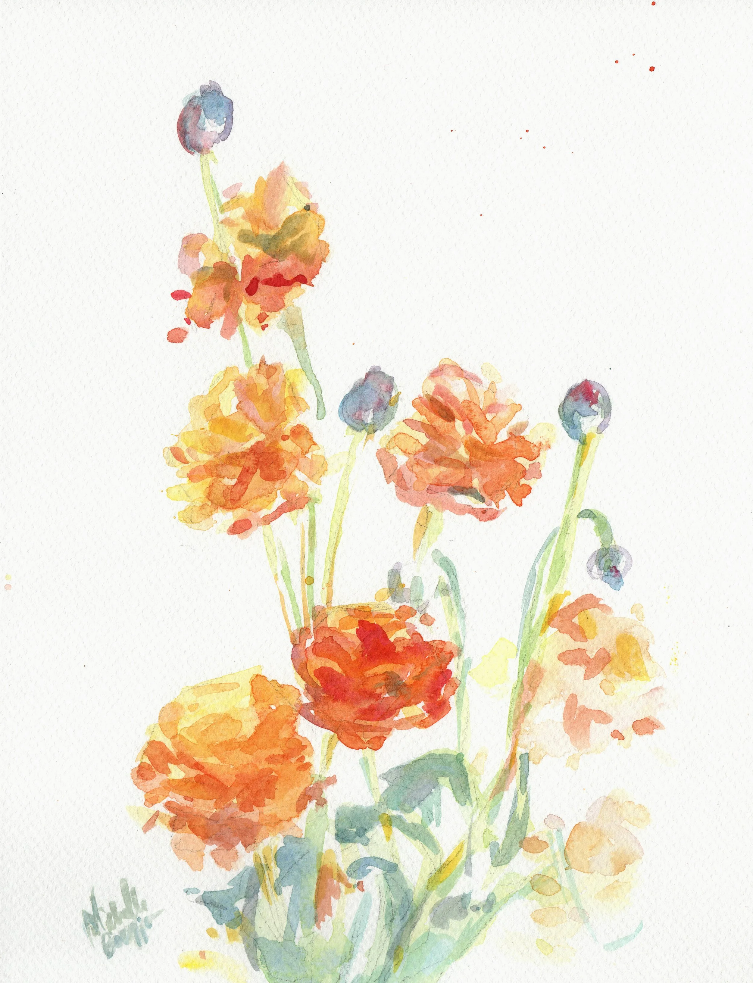 Ranunculus