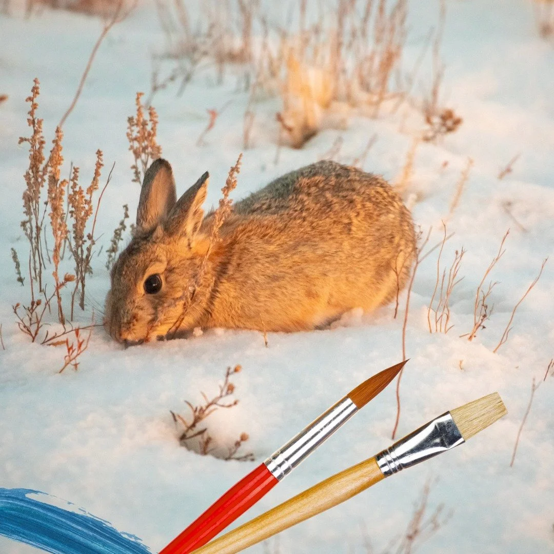 A small brown rabbit in a snowy field with two paintbrushes in the foreground.