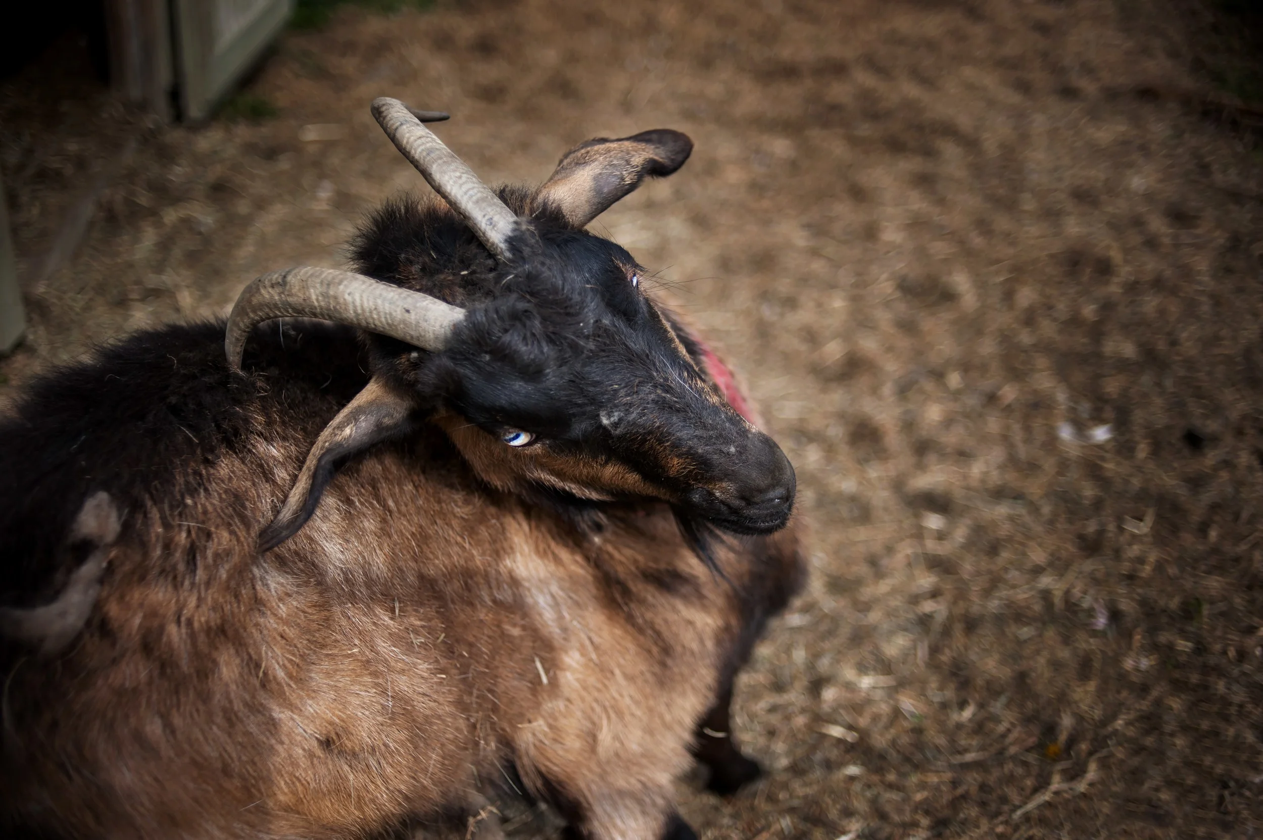 goat_print_1.jpeg