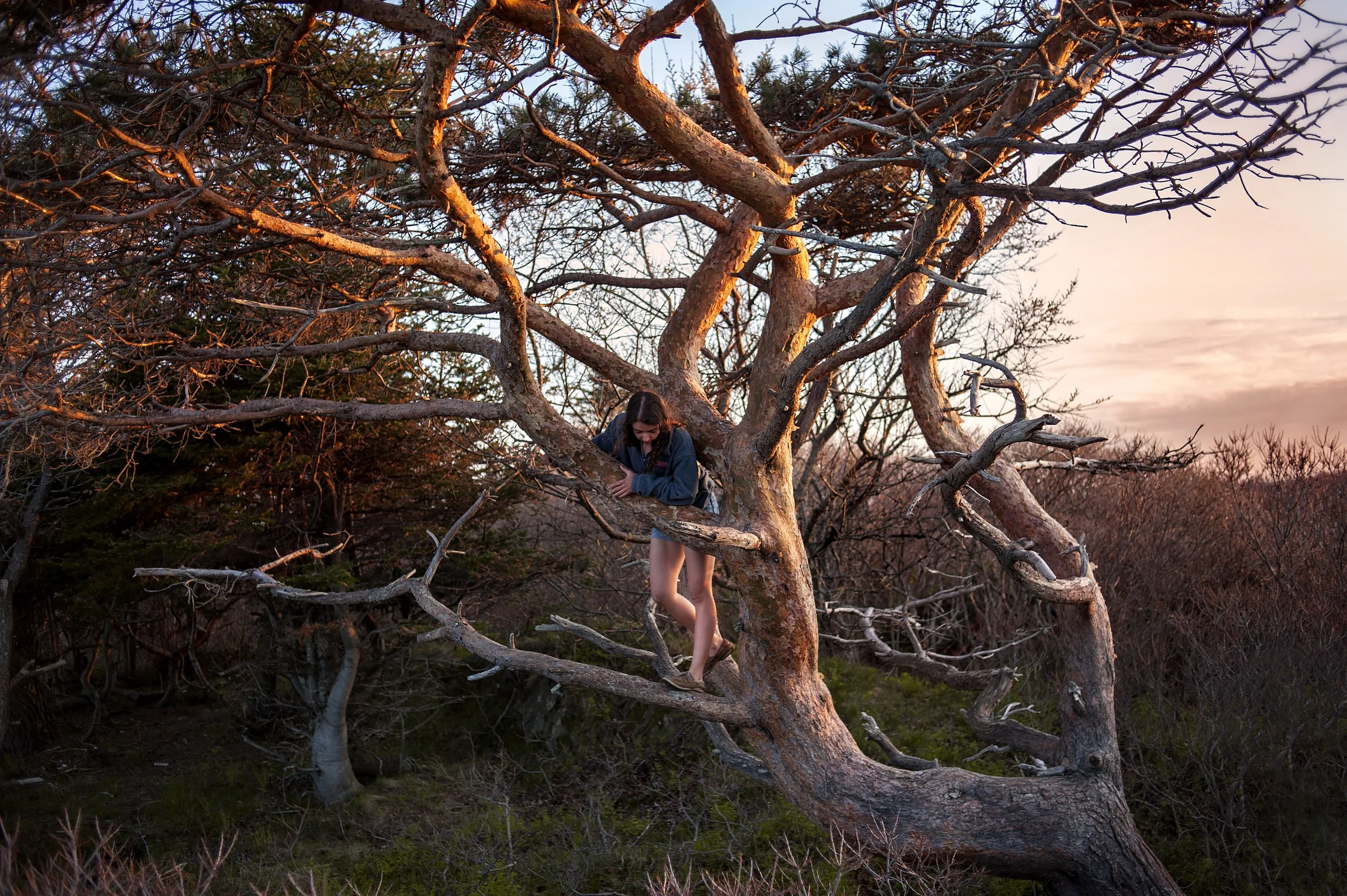 sunsettree_print_1.jpeg