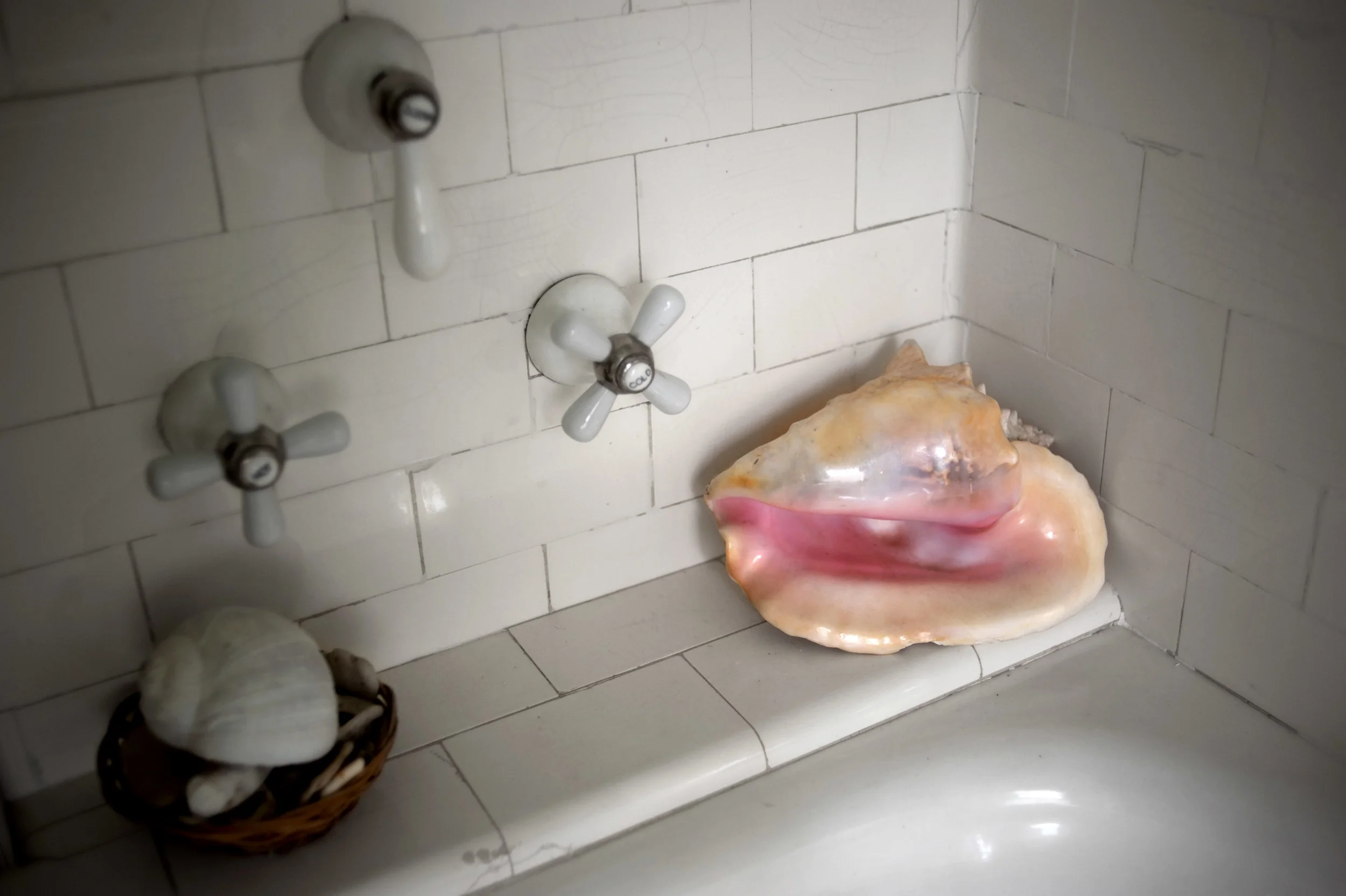 conch_print.jpeg