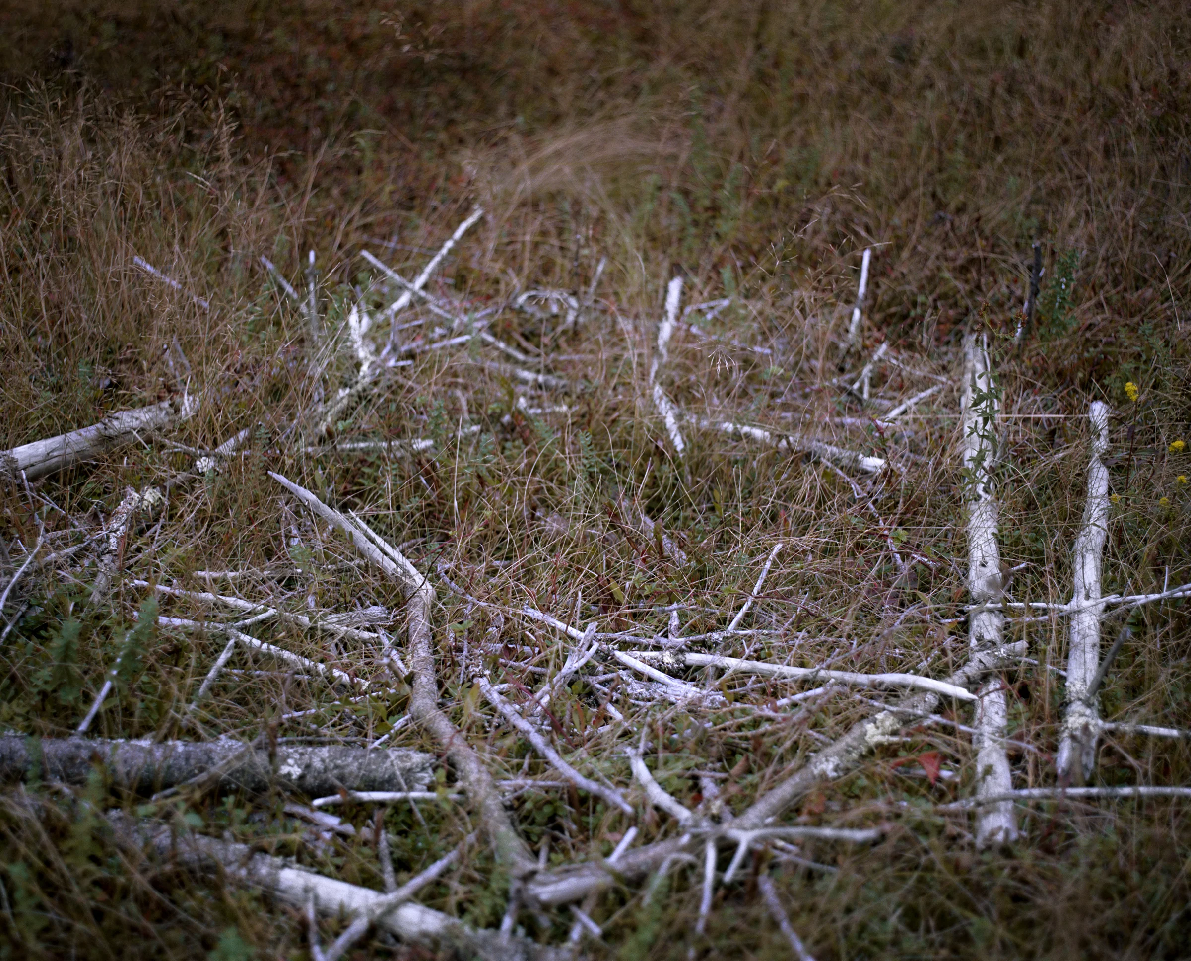 treeformation.jpg