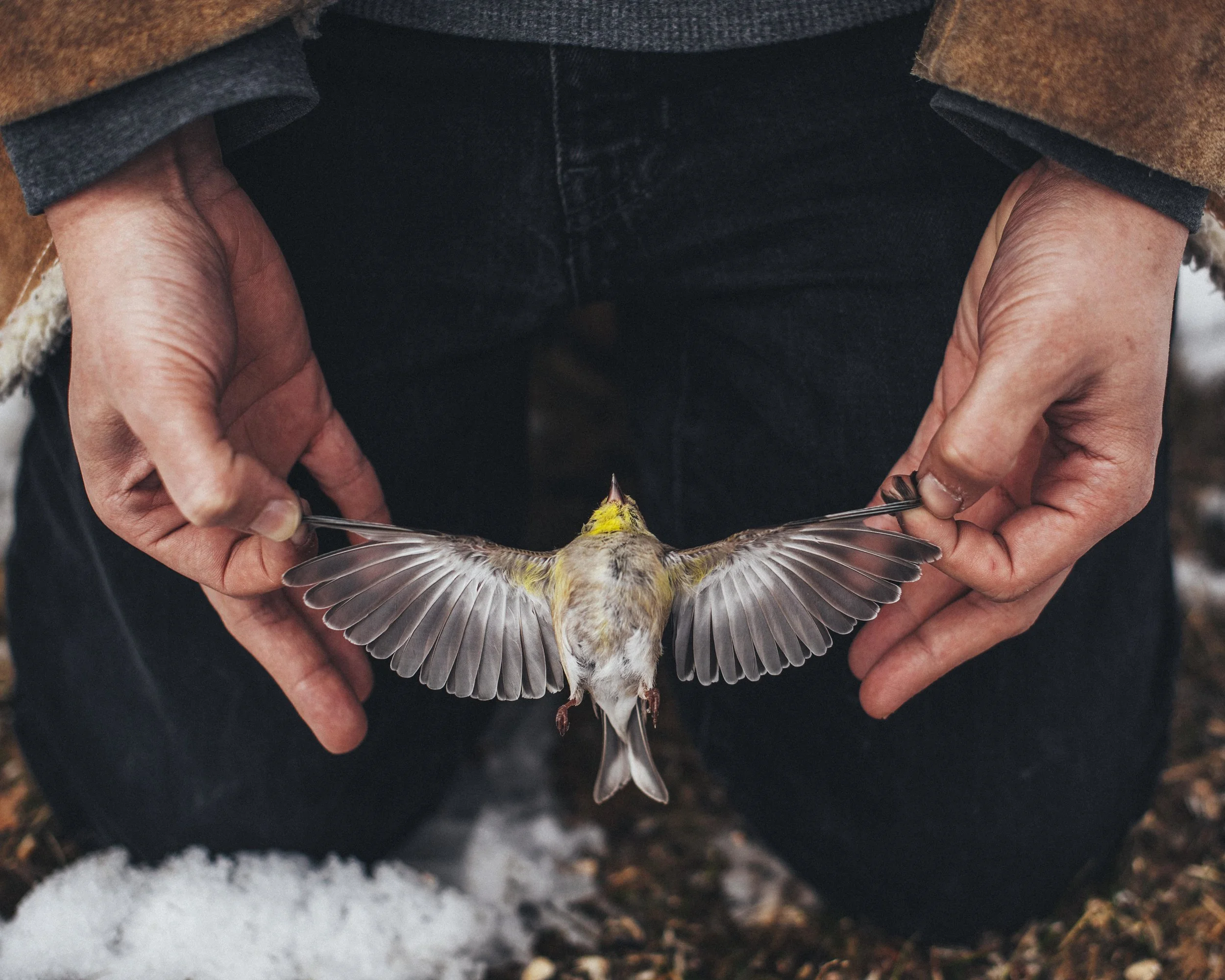bird2-2.jpg