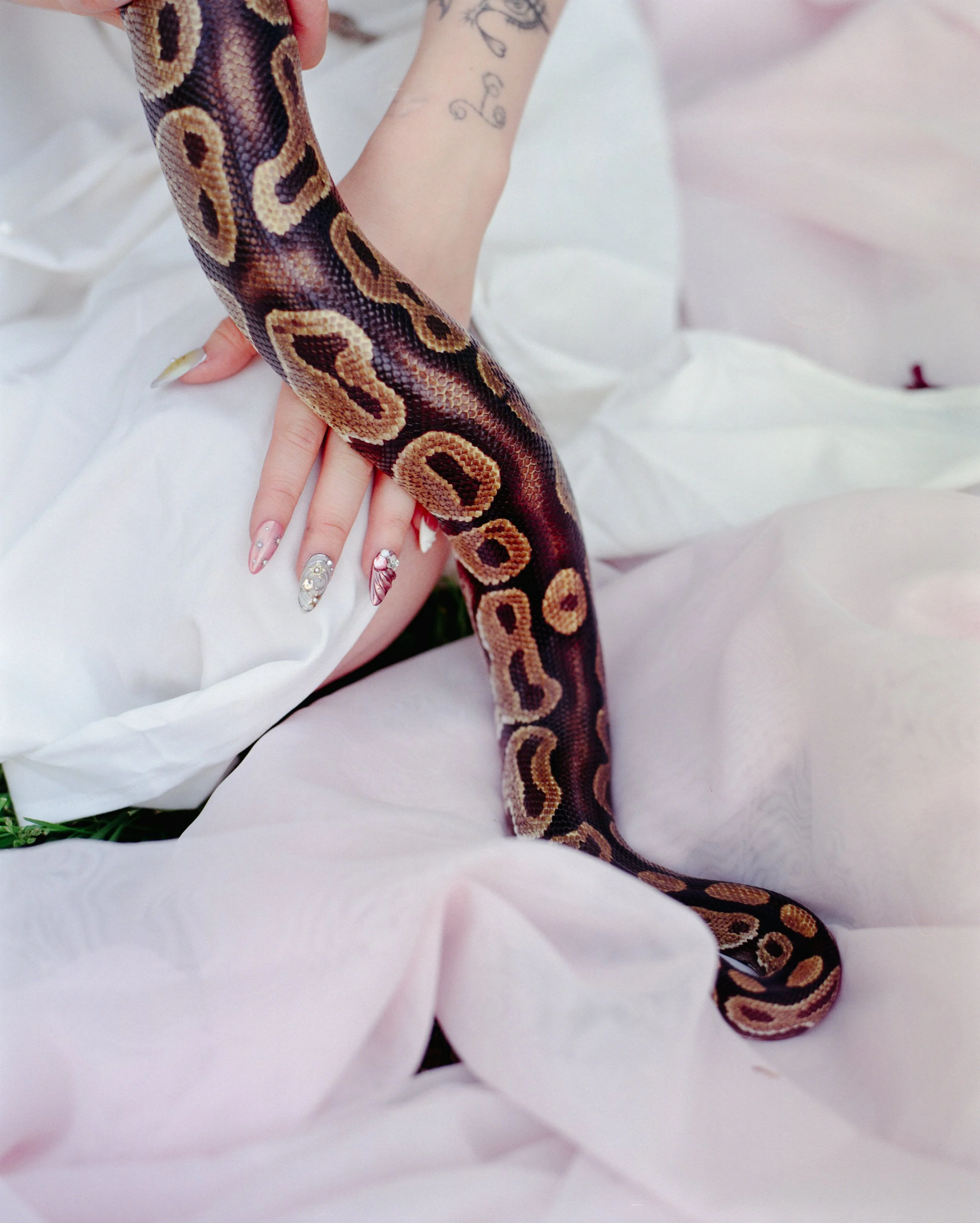 Snake (12).jpg