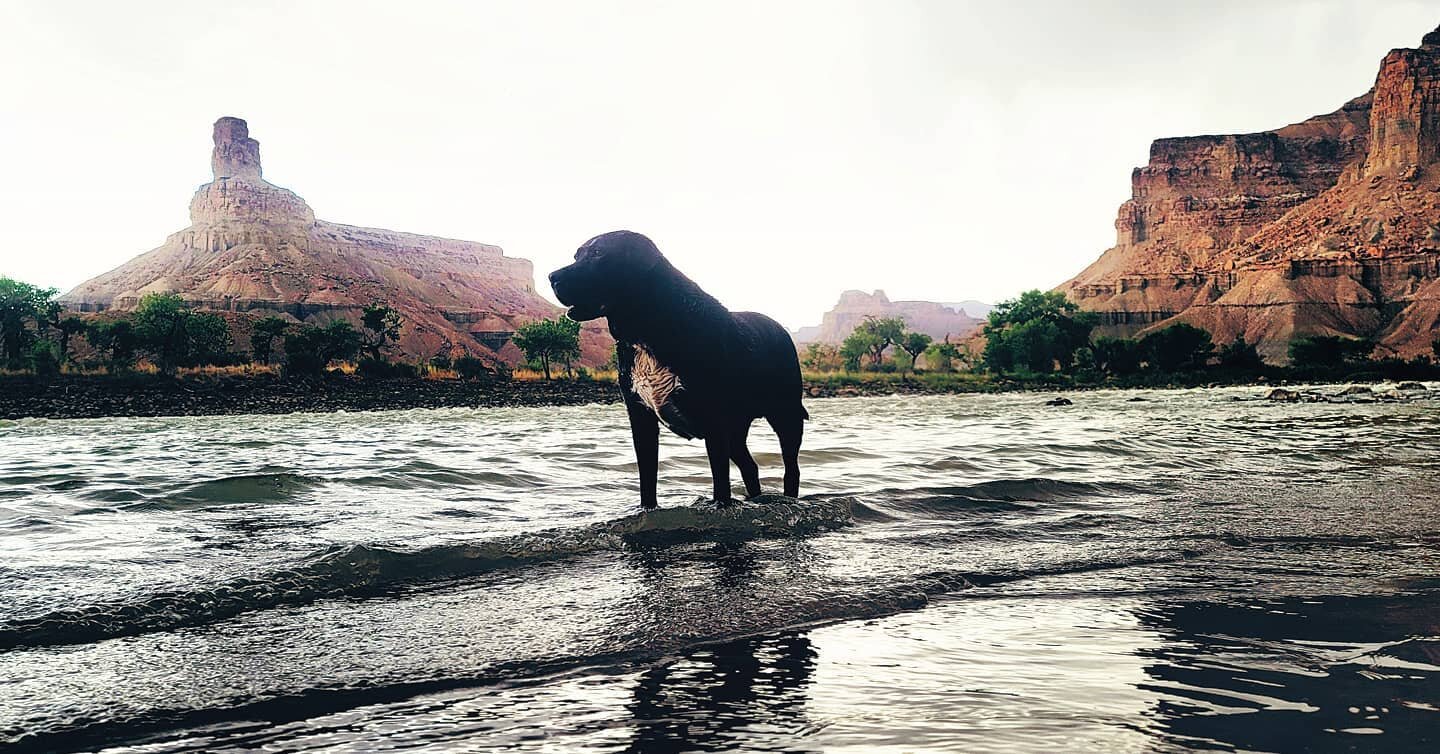 Swaseys Beach on the Green River is the perfect retreat from the heat these last few days - Samantha the Moondog agrees. Swaseys Beach is a quick 20 minute drive from the Moon and is just minutes from the town of Green River. Rays Tavern and West Win