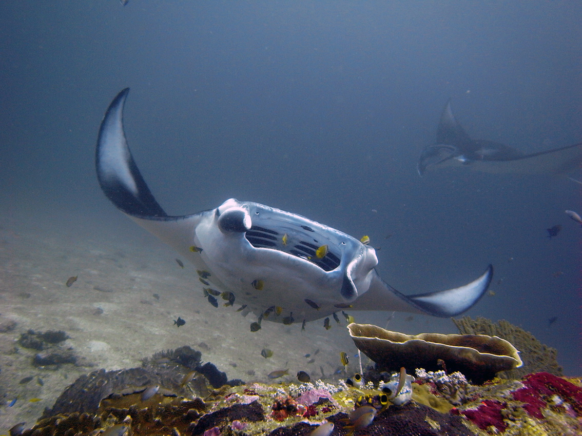 Manta-dive-Gili-Trawangan.jpg