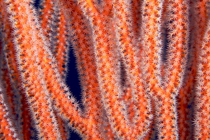 the gilis amazing corals.jpg