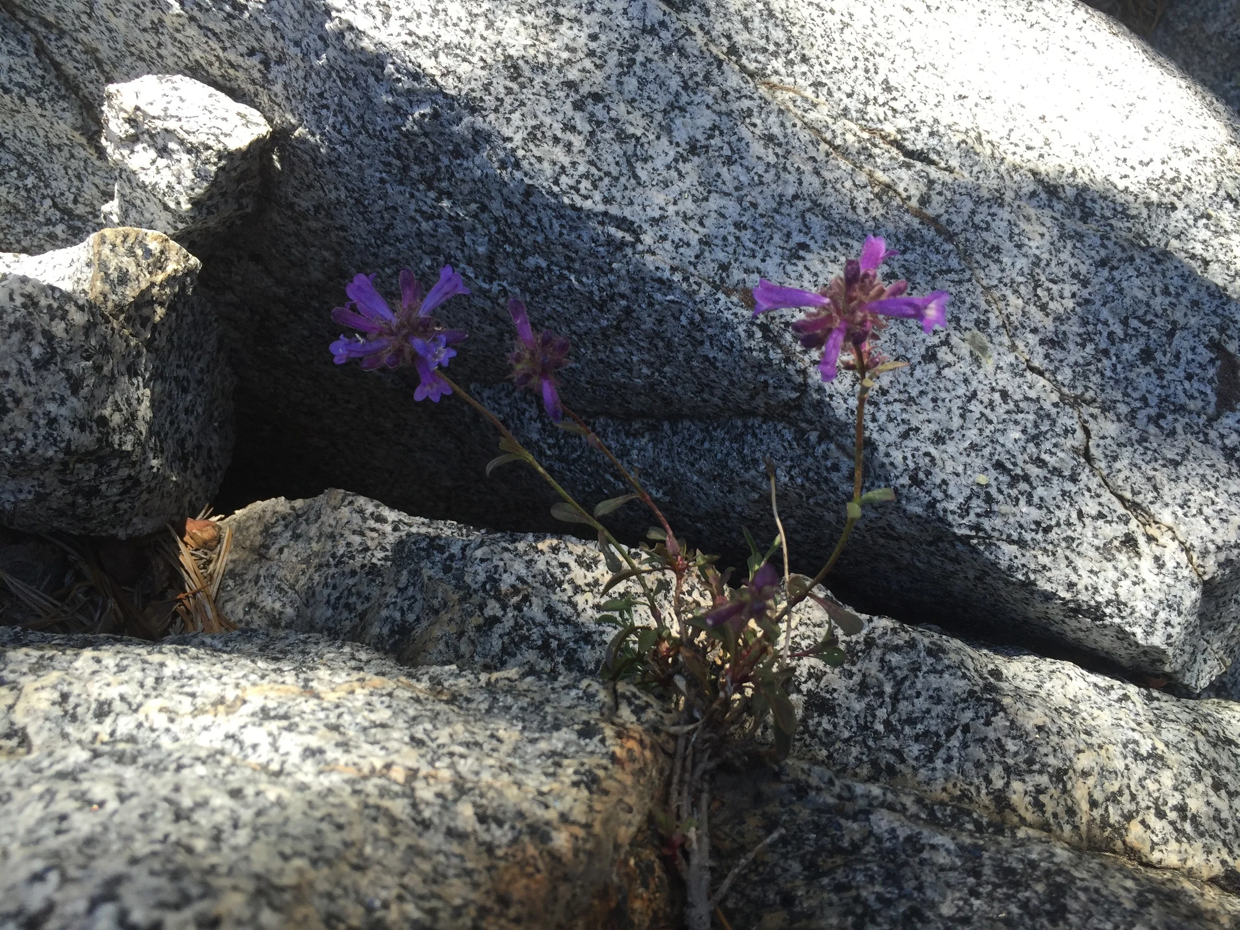 Wild flowers