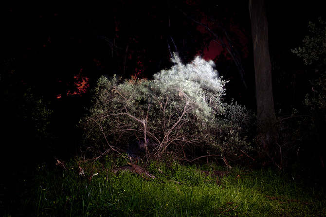 A Shouting Tree