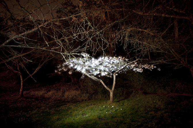 A Cheering Tree