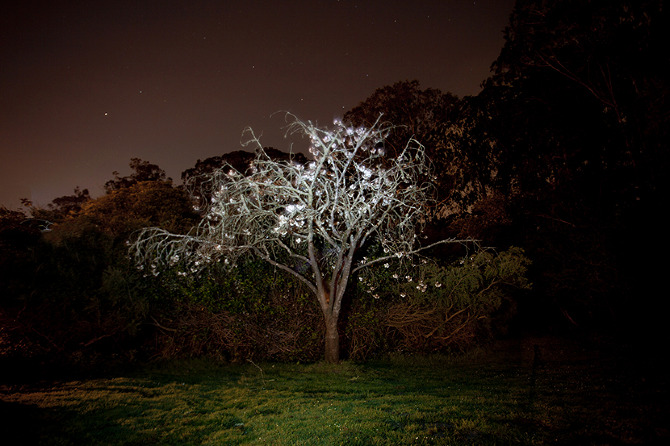 A Sighing Tree