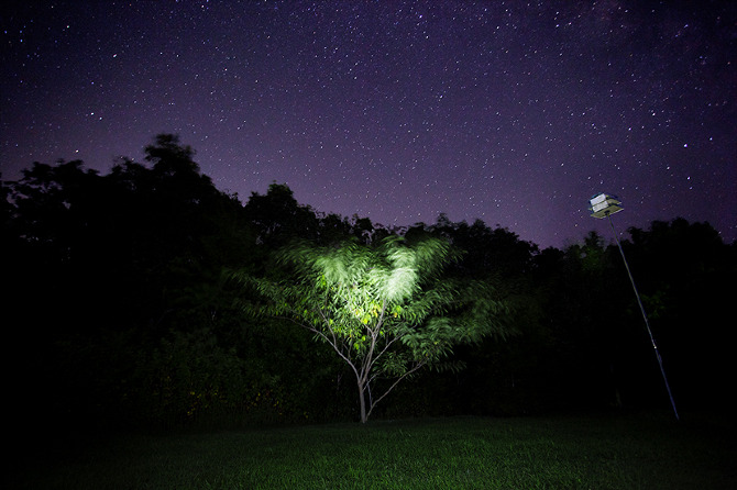 A Guardian Tree