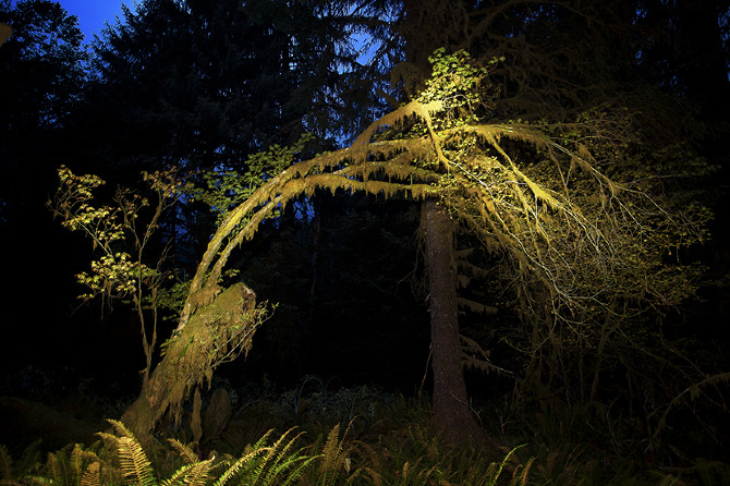 A Hunchback Tree