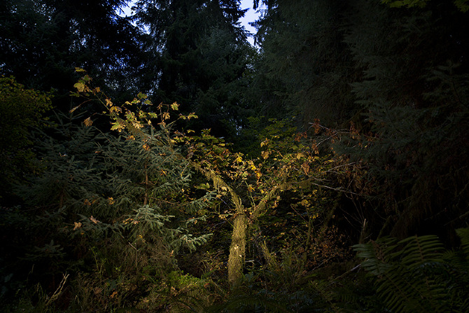 A Sick Tree