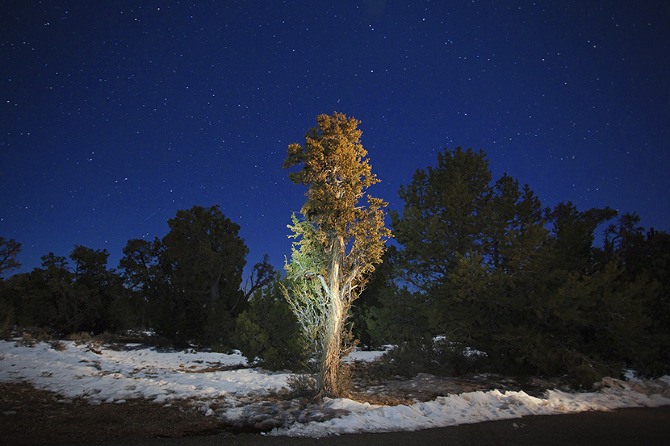 A Decayed Tree