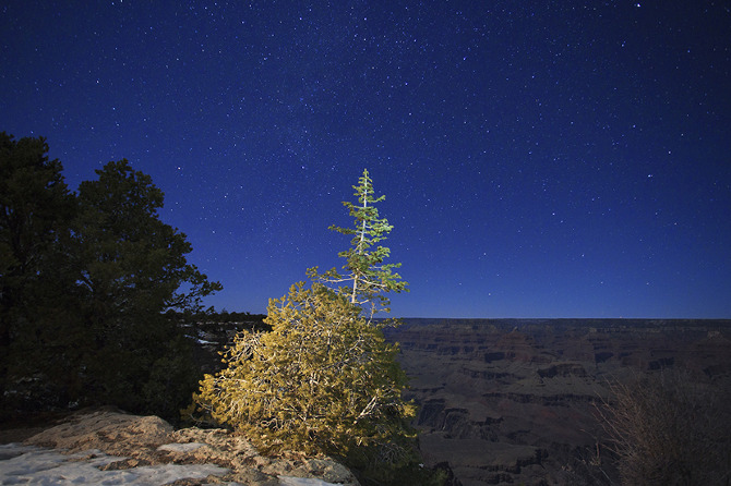 A Solstice Tree