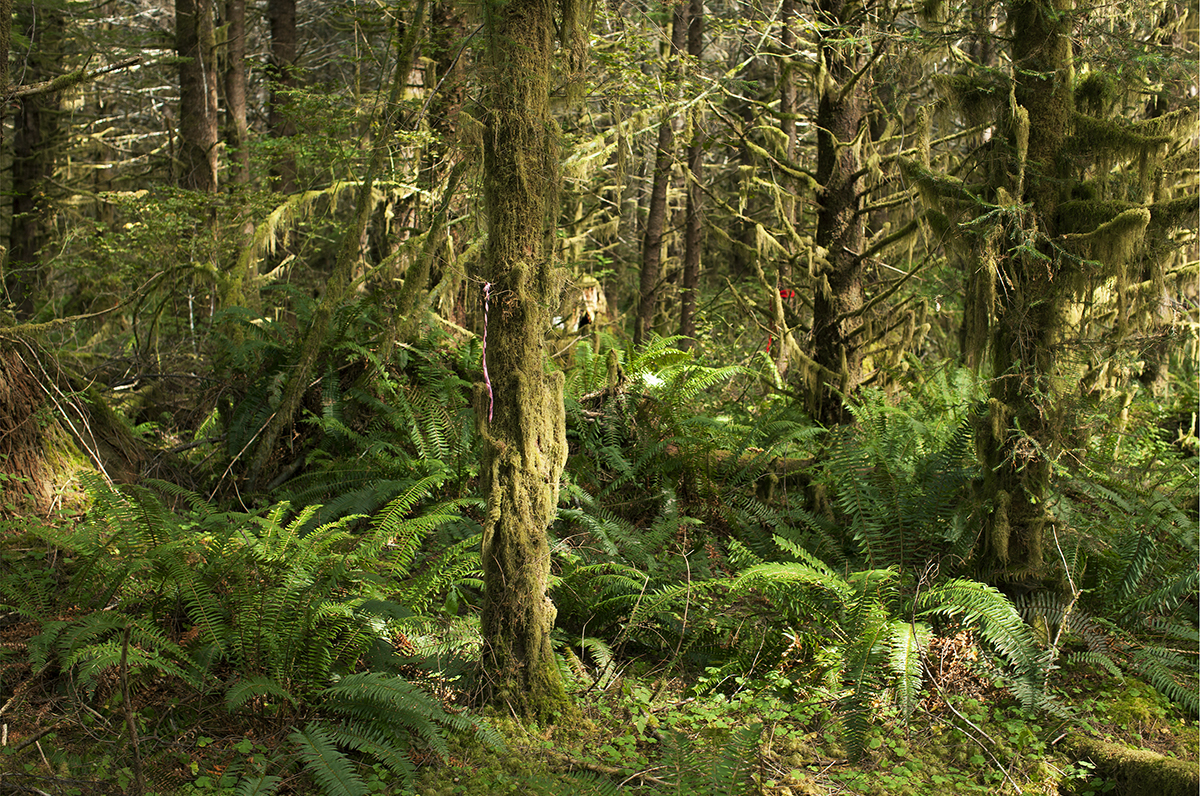 Further on in the wood.