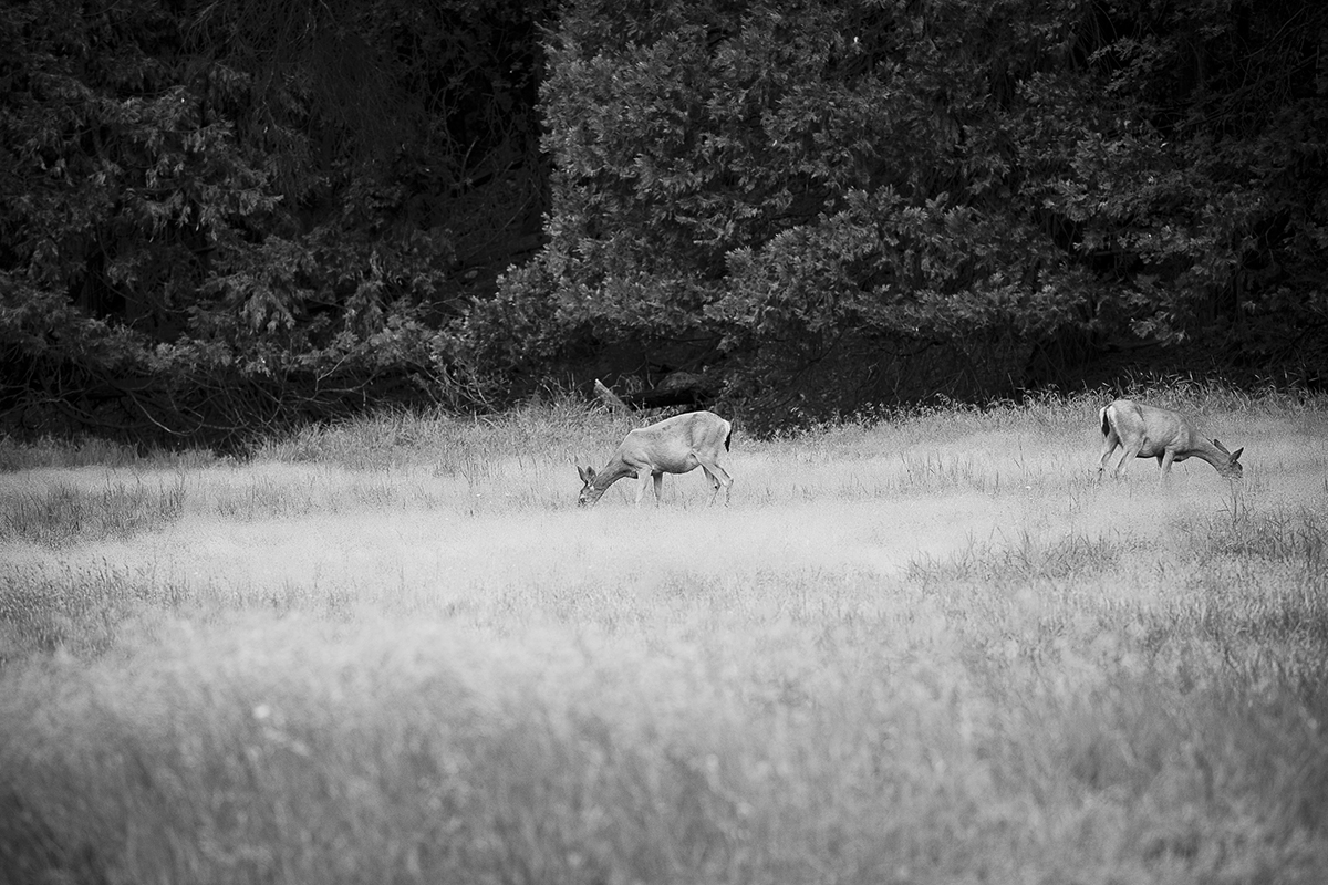 Grazing through the summer