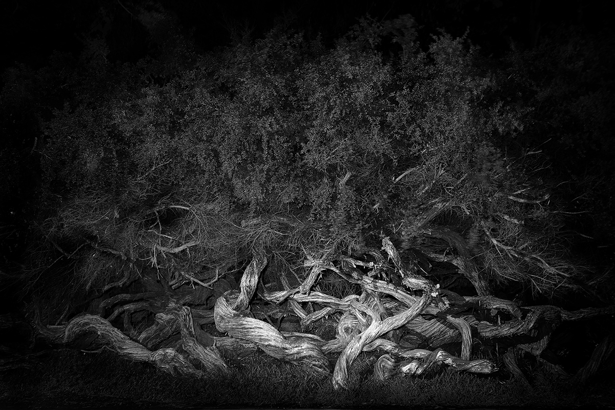 Shouting Trees