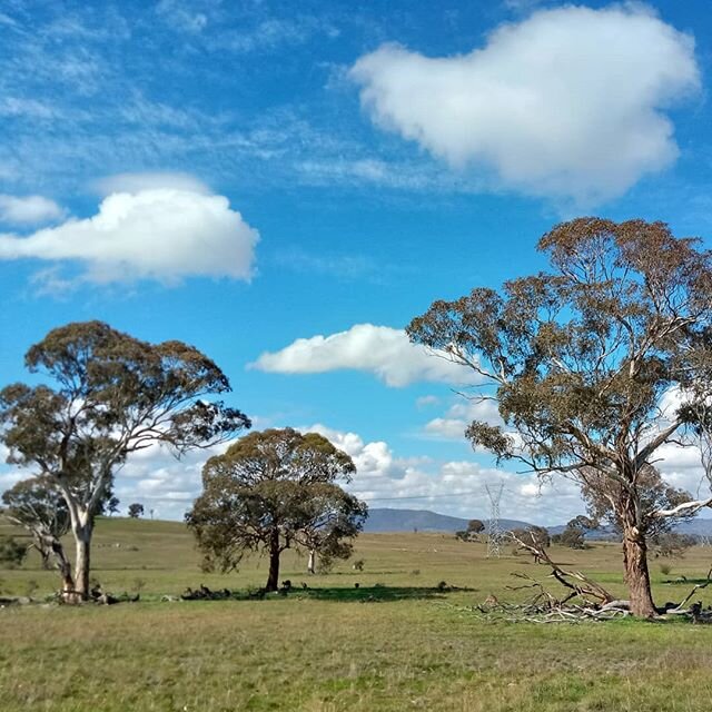 My daily kangaroo spotting walk
They just lounge around all day 
With nothing they need to do
As the world goes by
Gumtree and chill

#skippylife