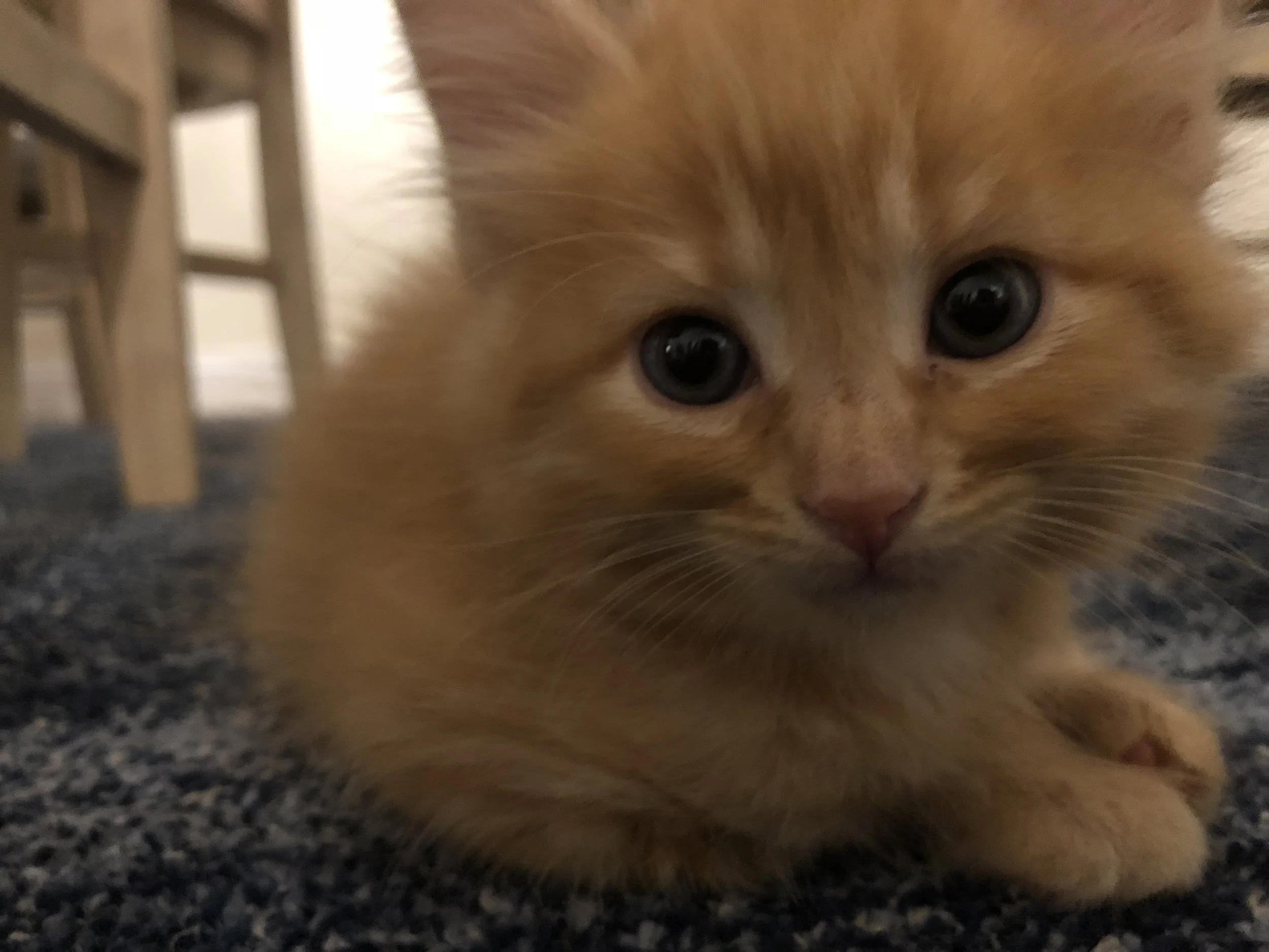 Our little Ginger Snippsy Buttons as a kitten. (That’s what Hadassah calls her.)