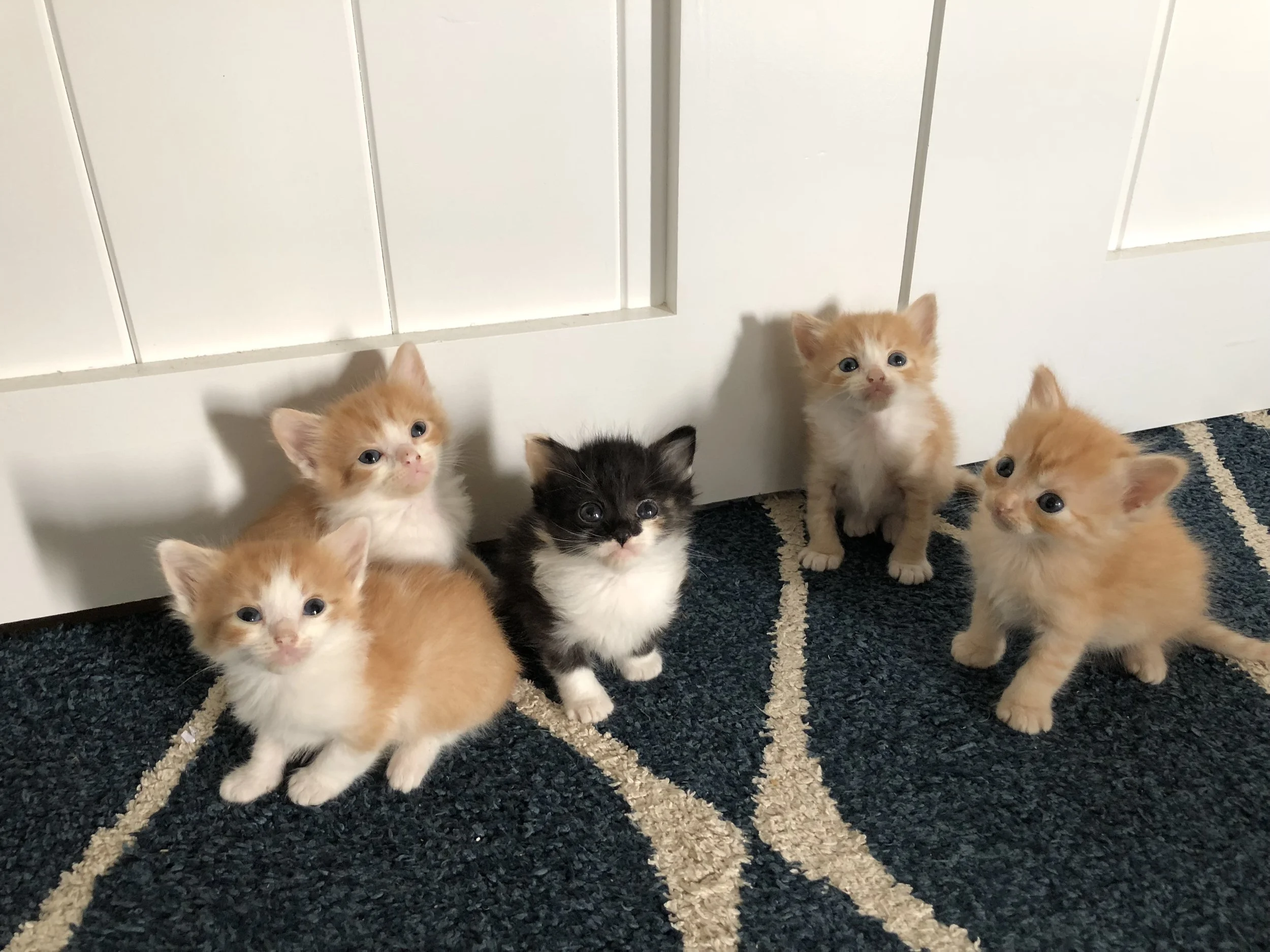 According to my daughter all the orange kitties are boys and the one in the middle, the black and white one, with orange spots is the girl :)
