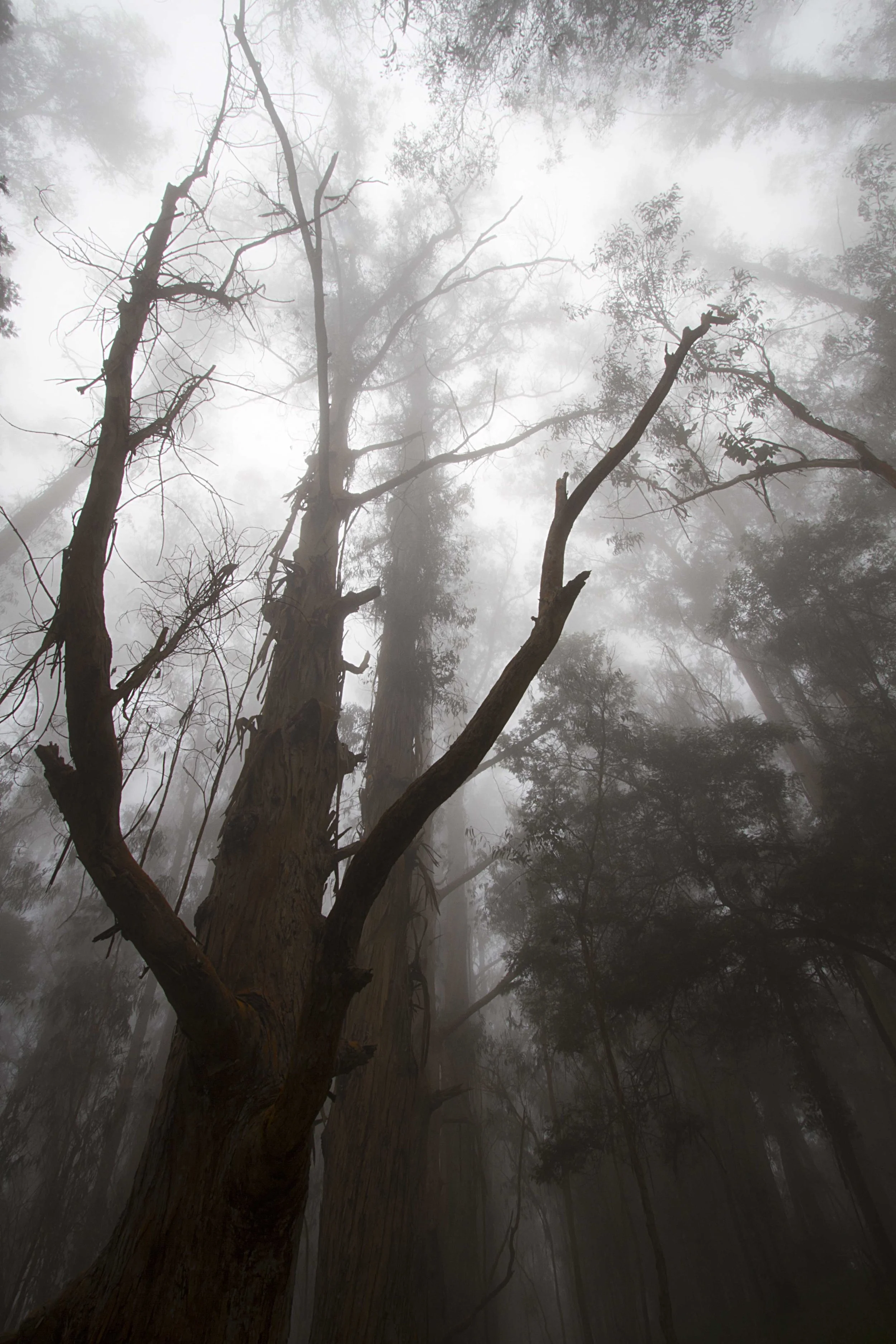 Upcountry Fog