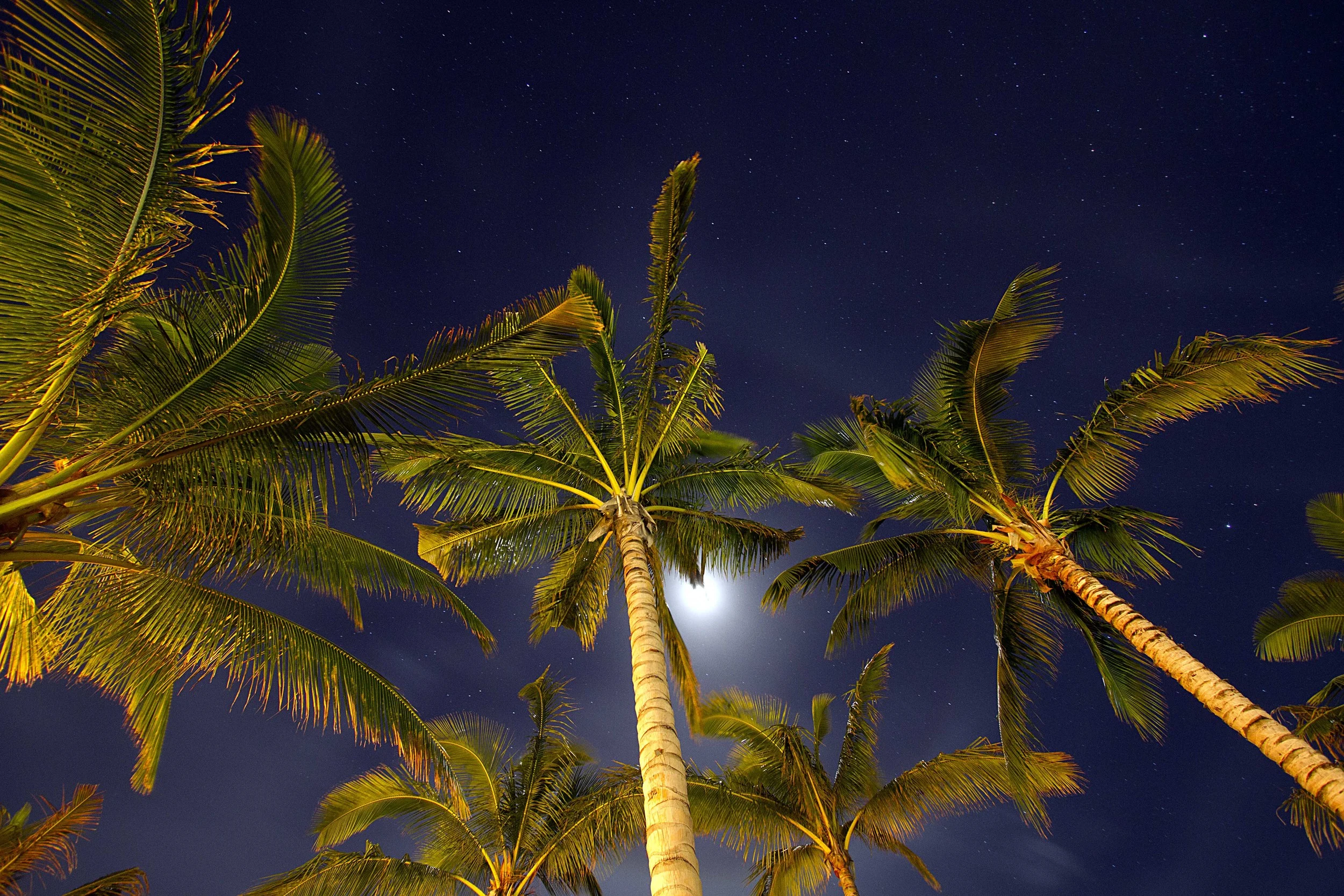 Wailea Night