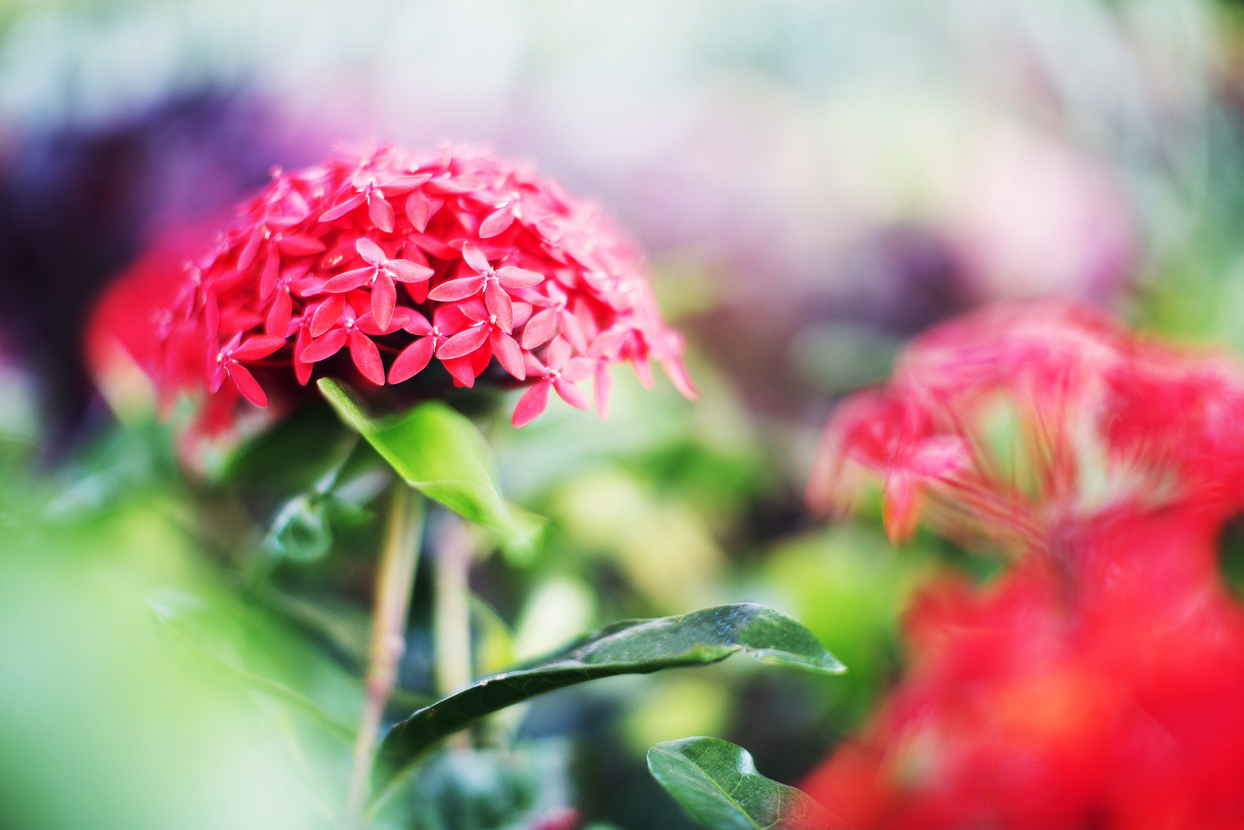 Flower Dream