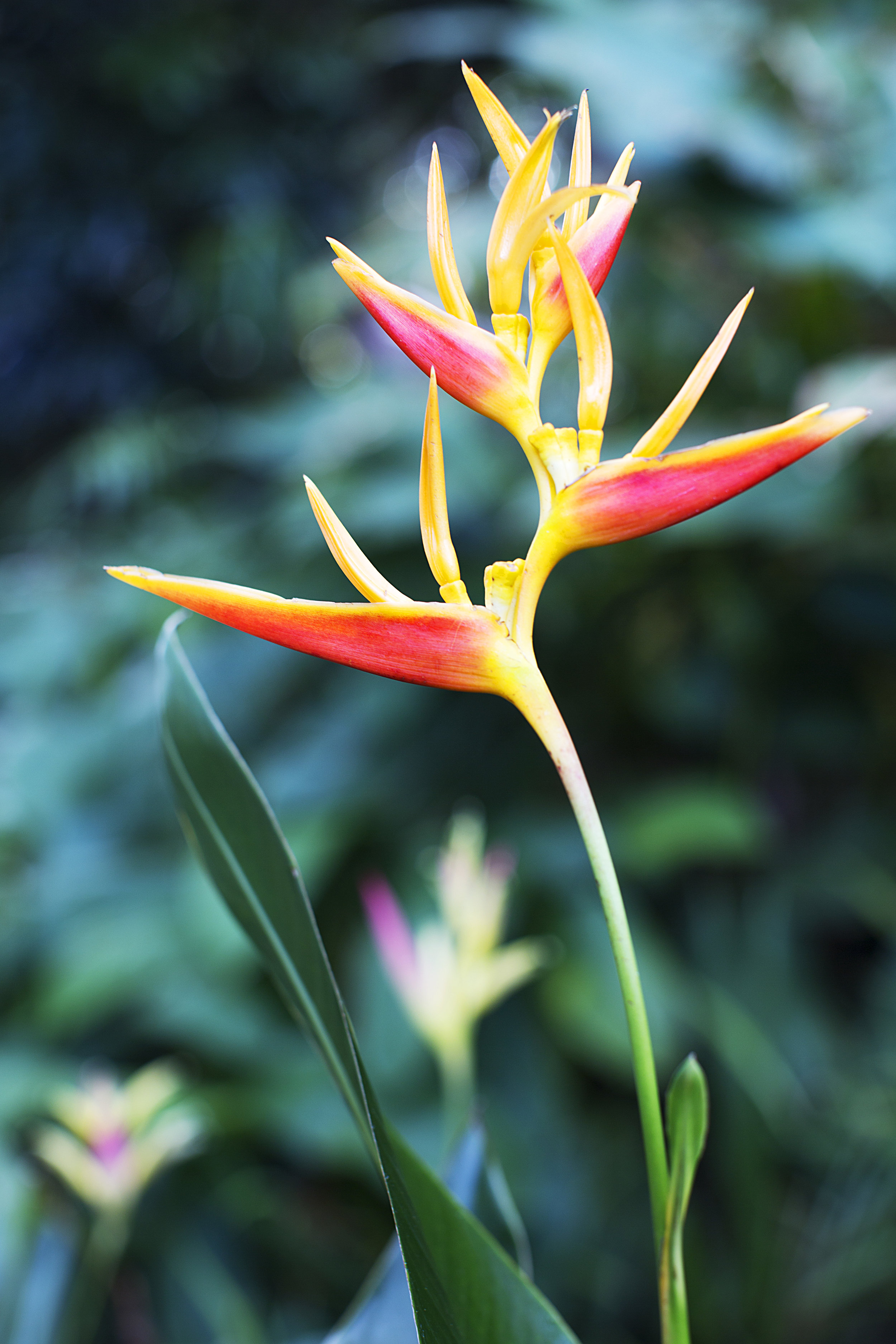 Tropical Delight