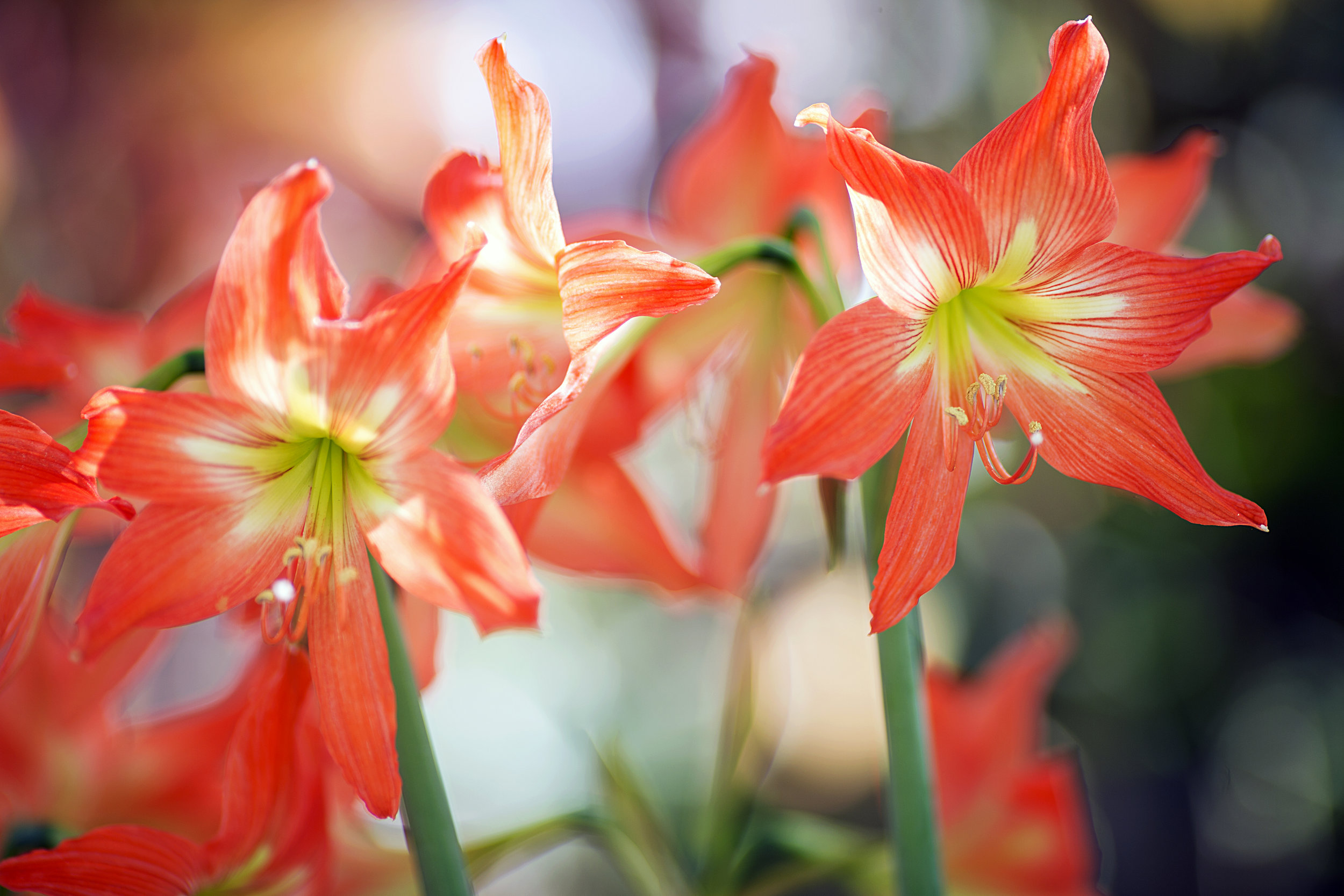 Orange Delight