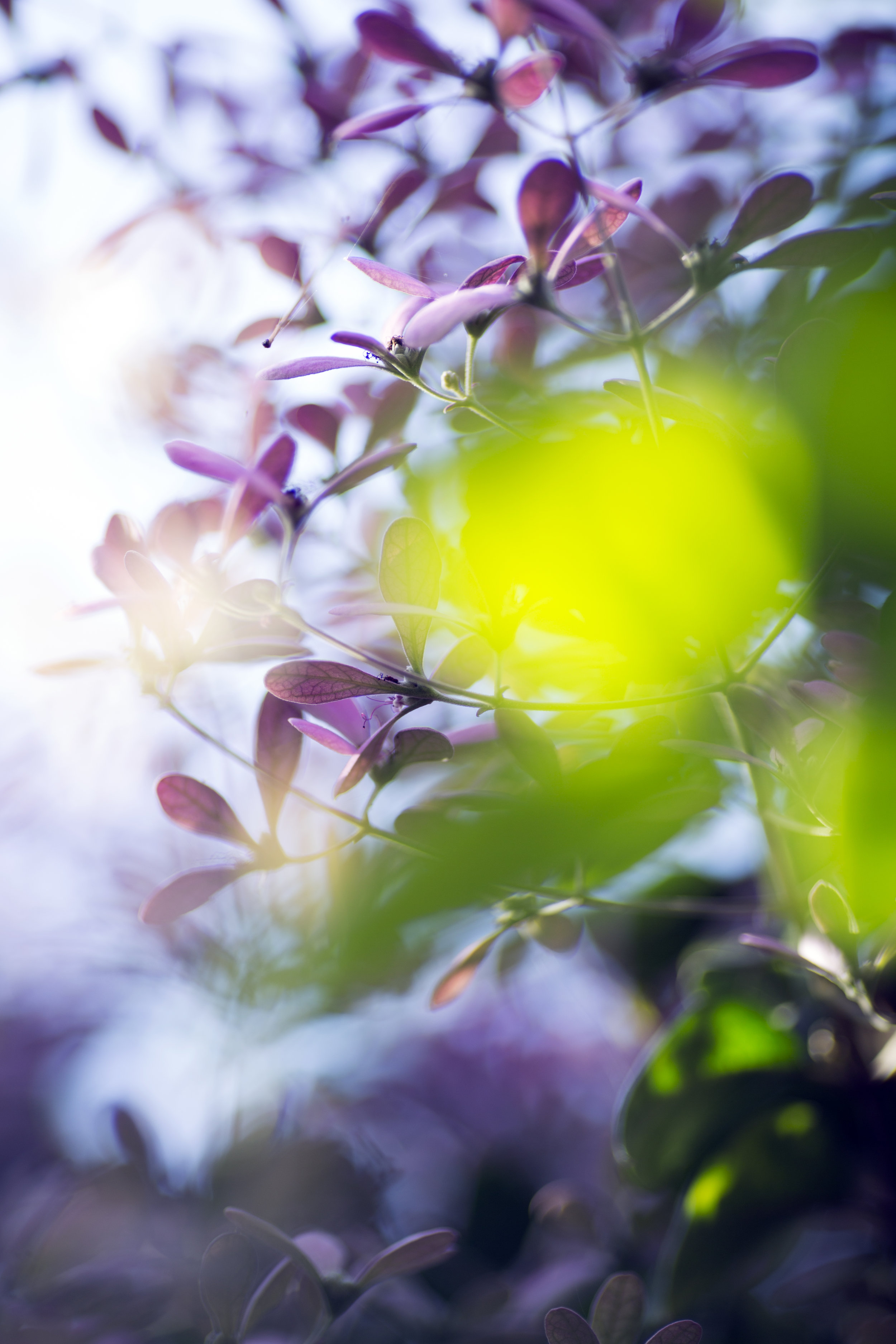 Purple Passion