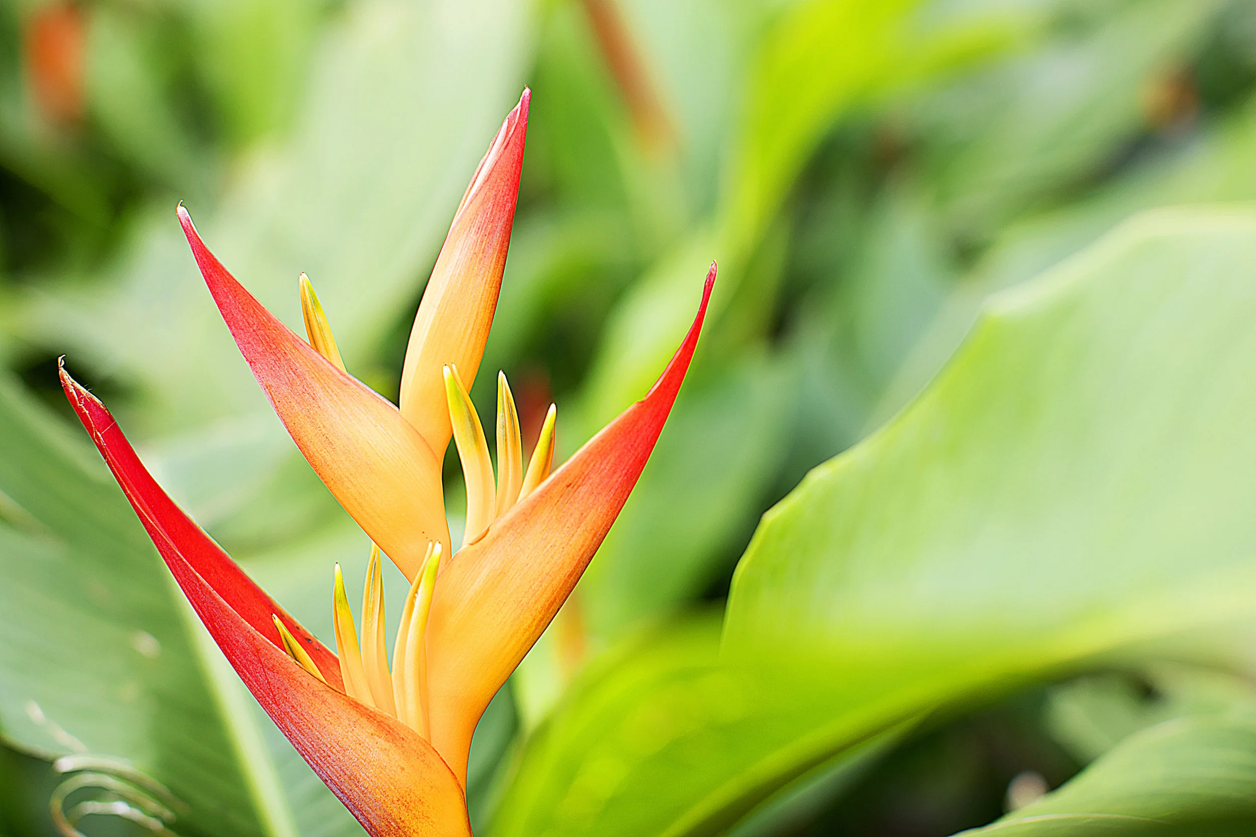Tropic